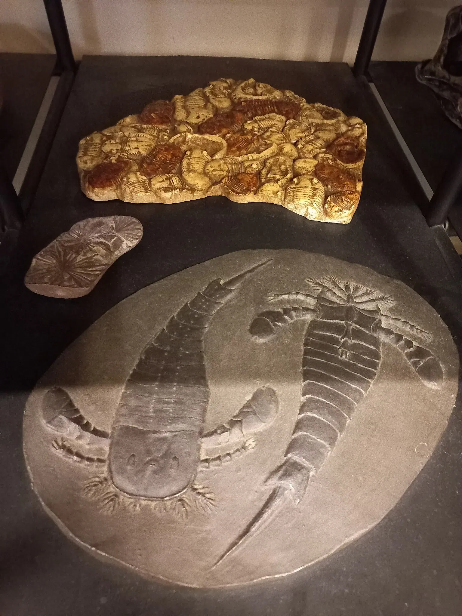 Museum of Zoology of the University of São Paulo