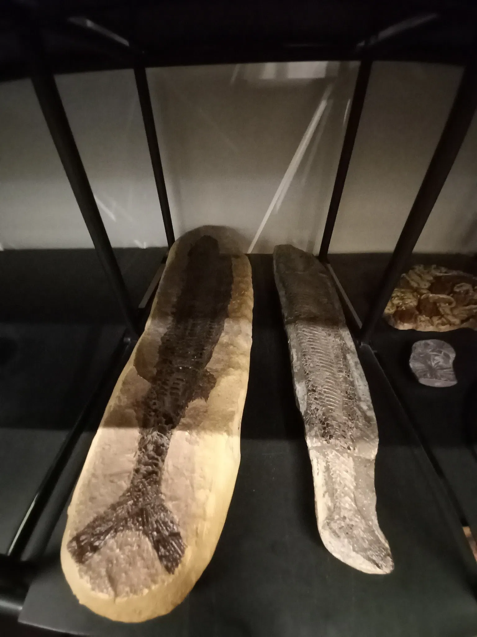 Museum of Zoology of the University of São Paulo