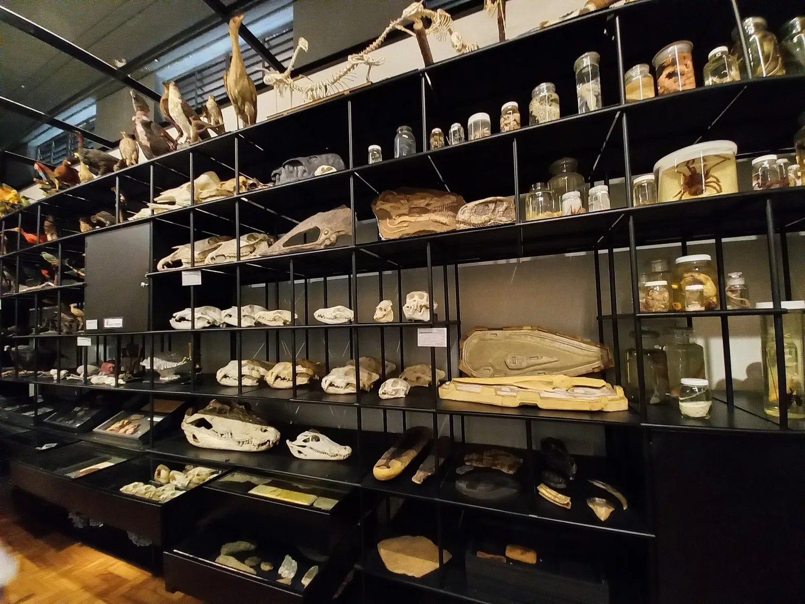 Museum of Zoology of the University of São Paulo