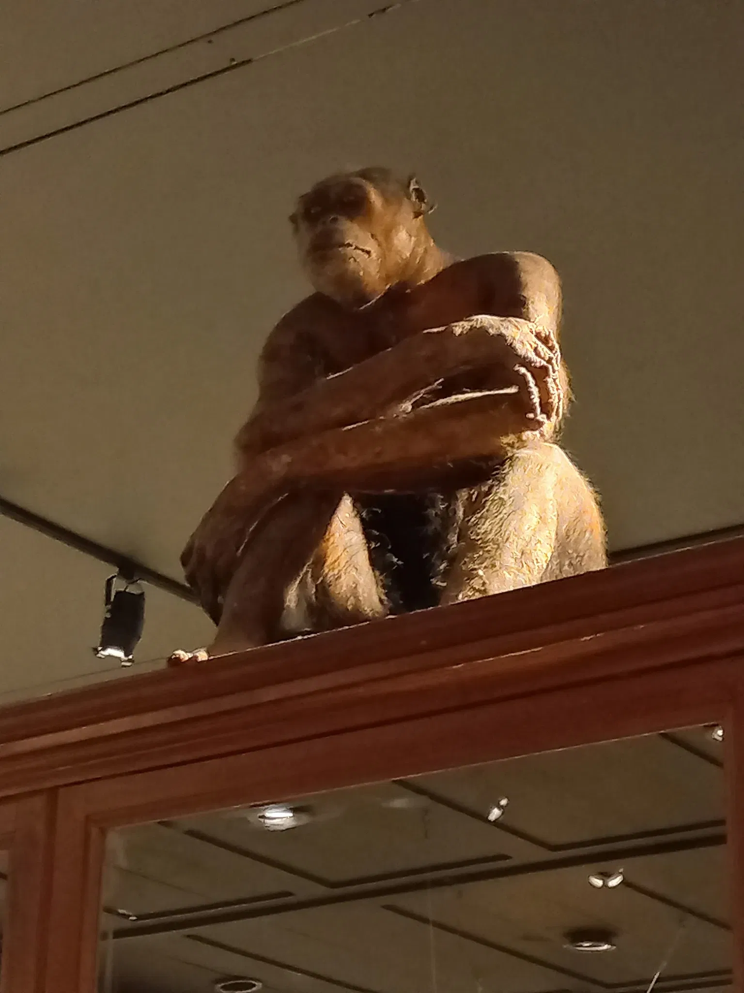 Museum of Zoology of the University of São Paulo