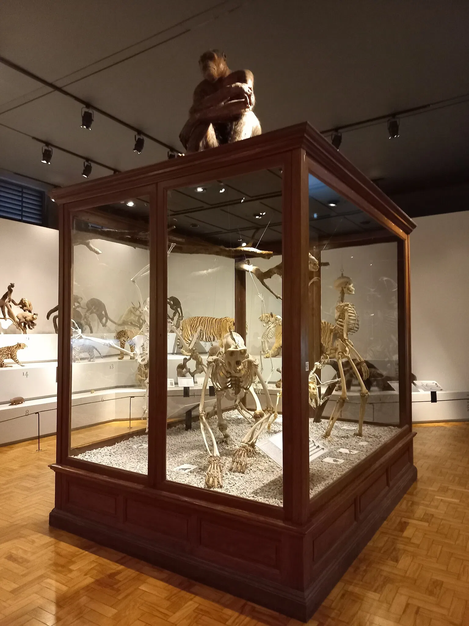 Museum of Zoology of the University of São Paulo