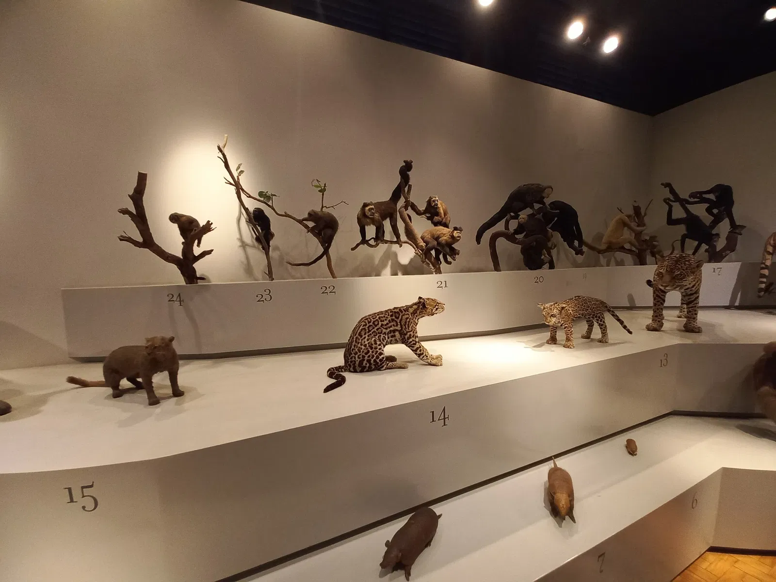 Museum of Zoology of the University of São Paulo