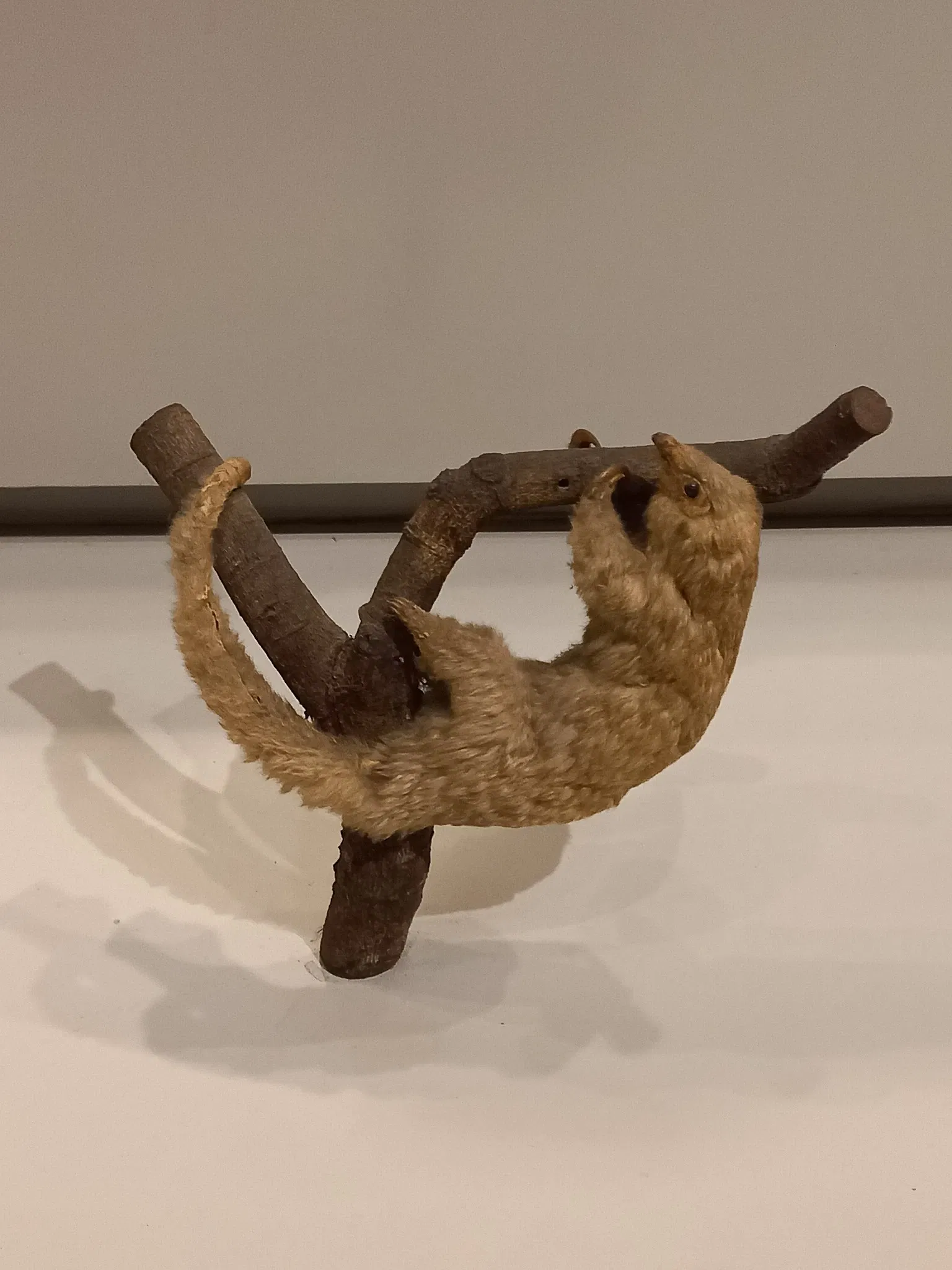 Museum of Zoology of the University of São Paulo