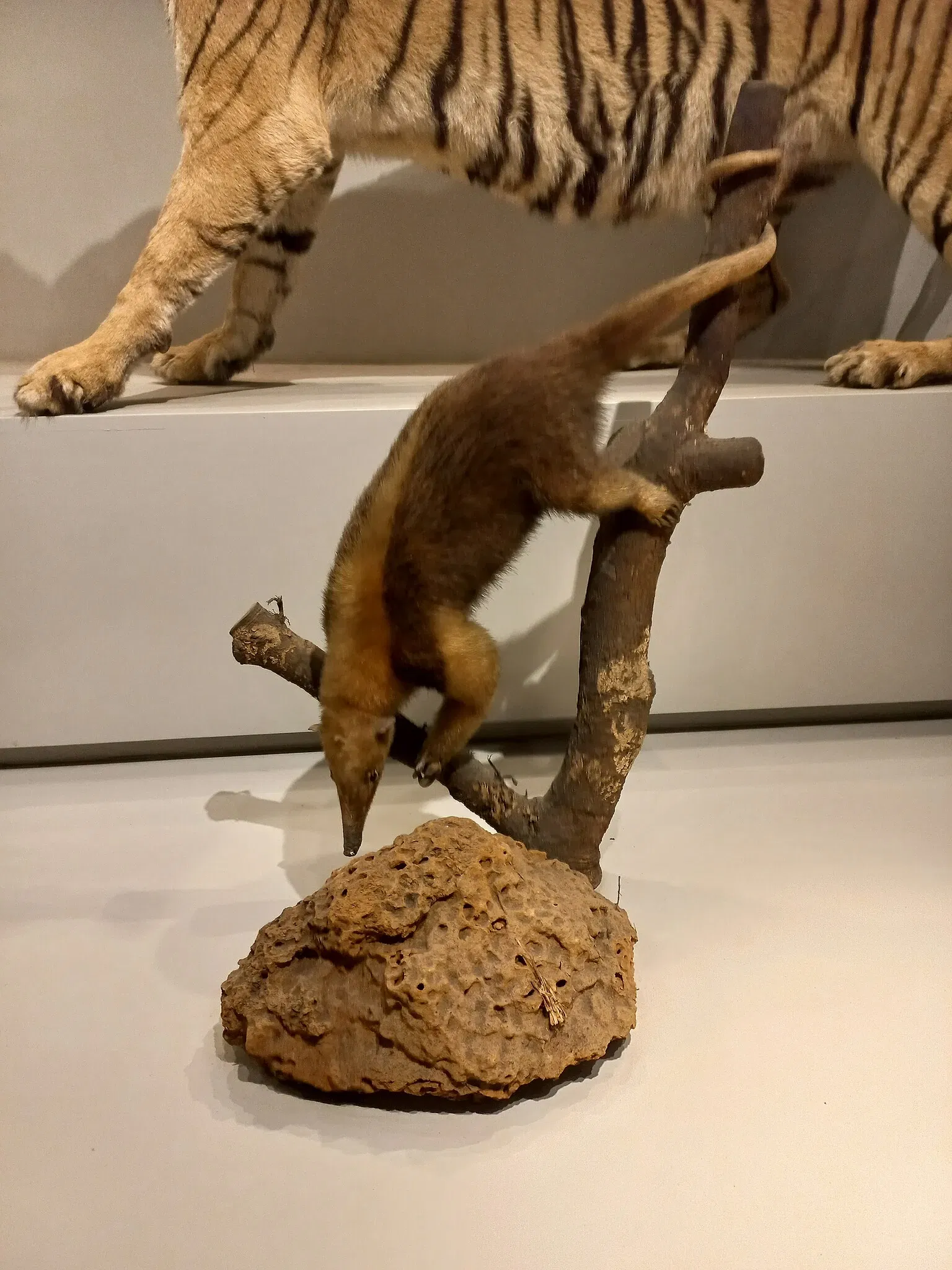 Museum of Zoology of the University of São Paulo