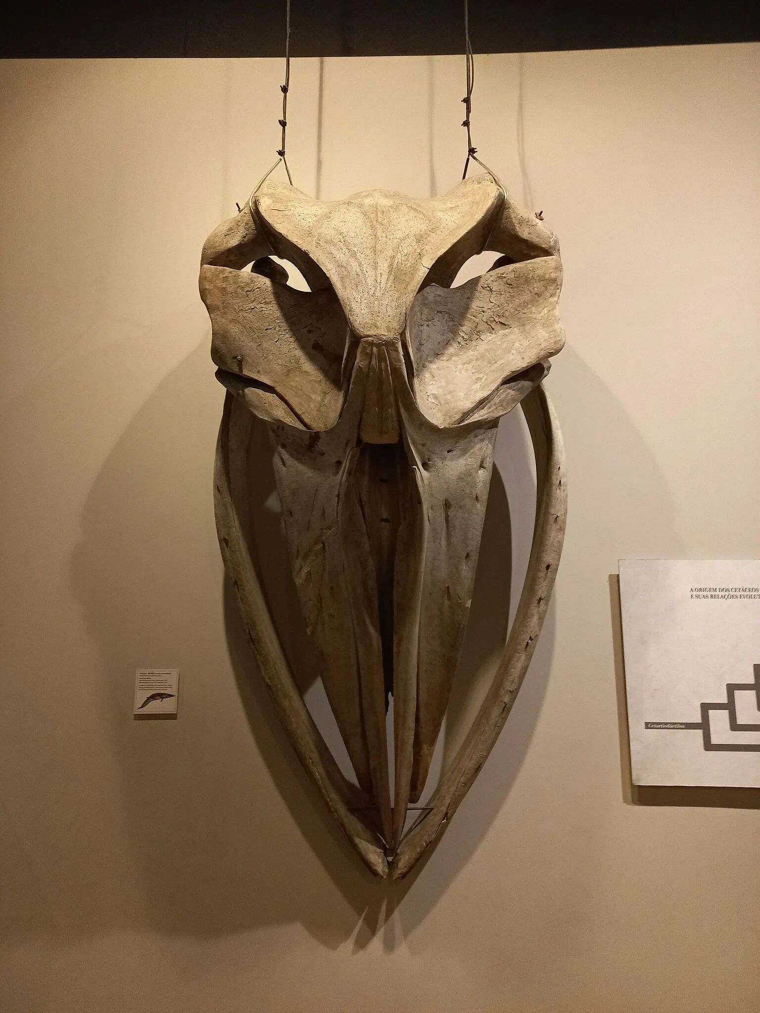 Museum of Zoology of the University of São Paulo