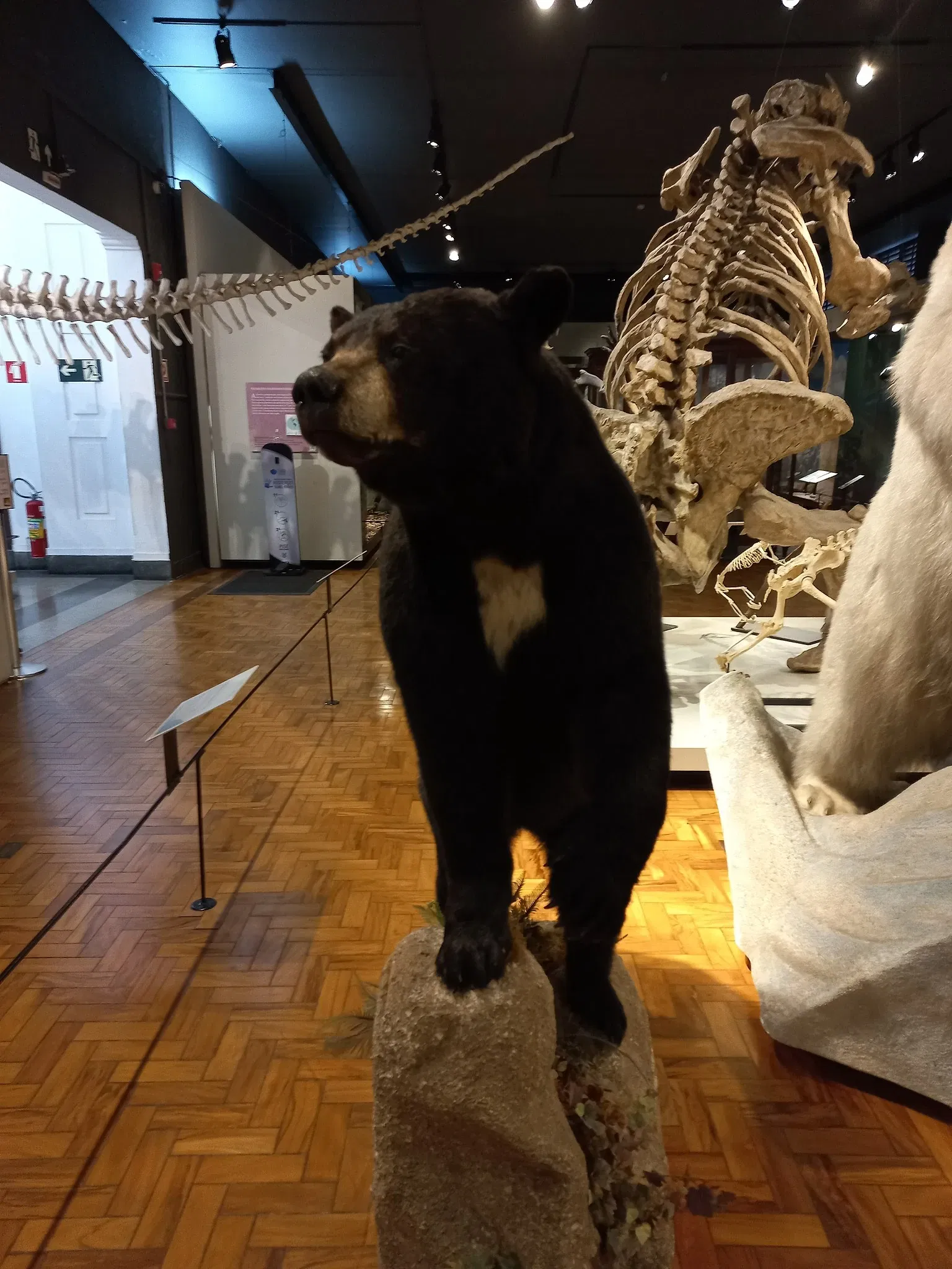 Museum of Zoology of the University of São Paulo