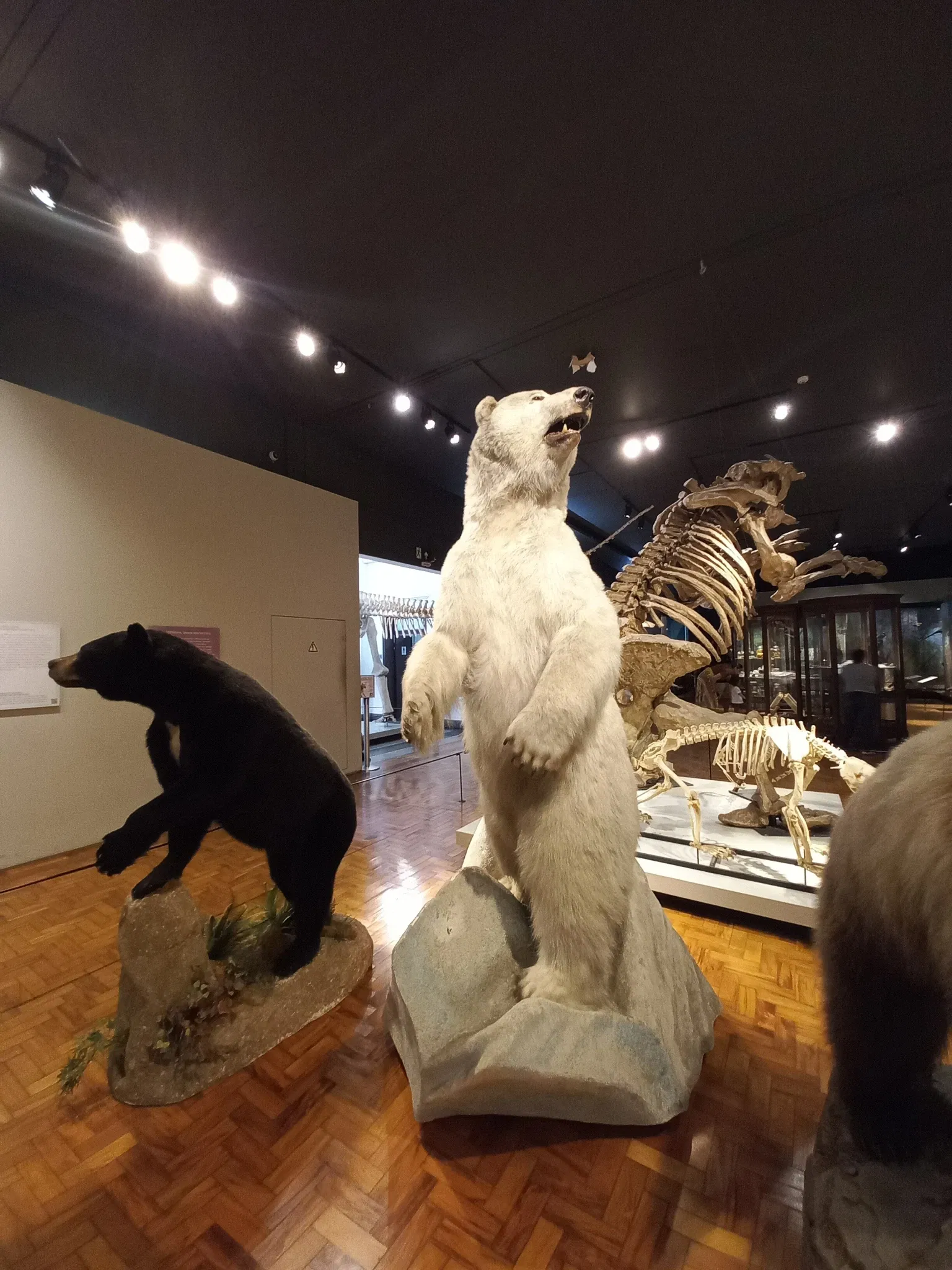 Museum of Zoology of the University of São Paulo