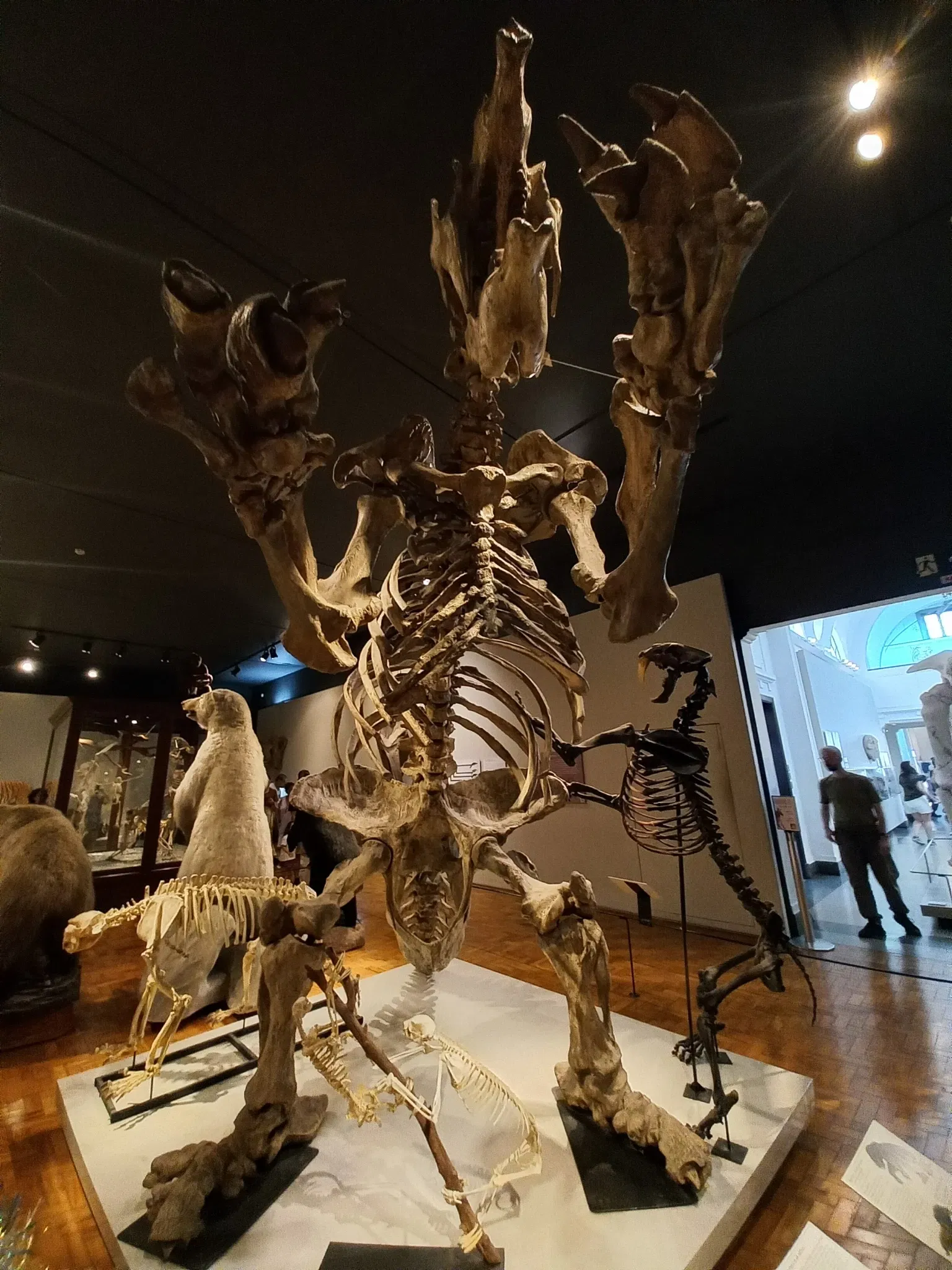 Museum of Zoology of the University of São Paulo