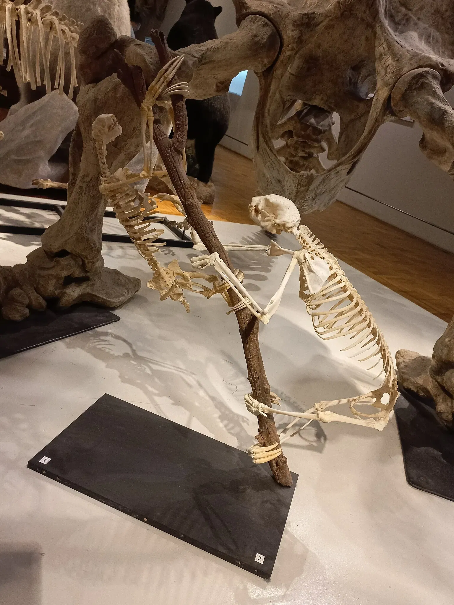 Museum of Zoology of the University of São Paulo