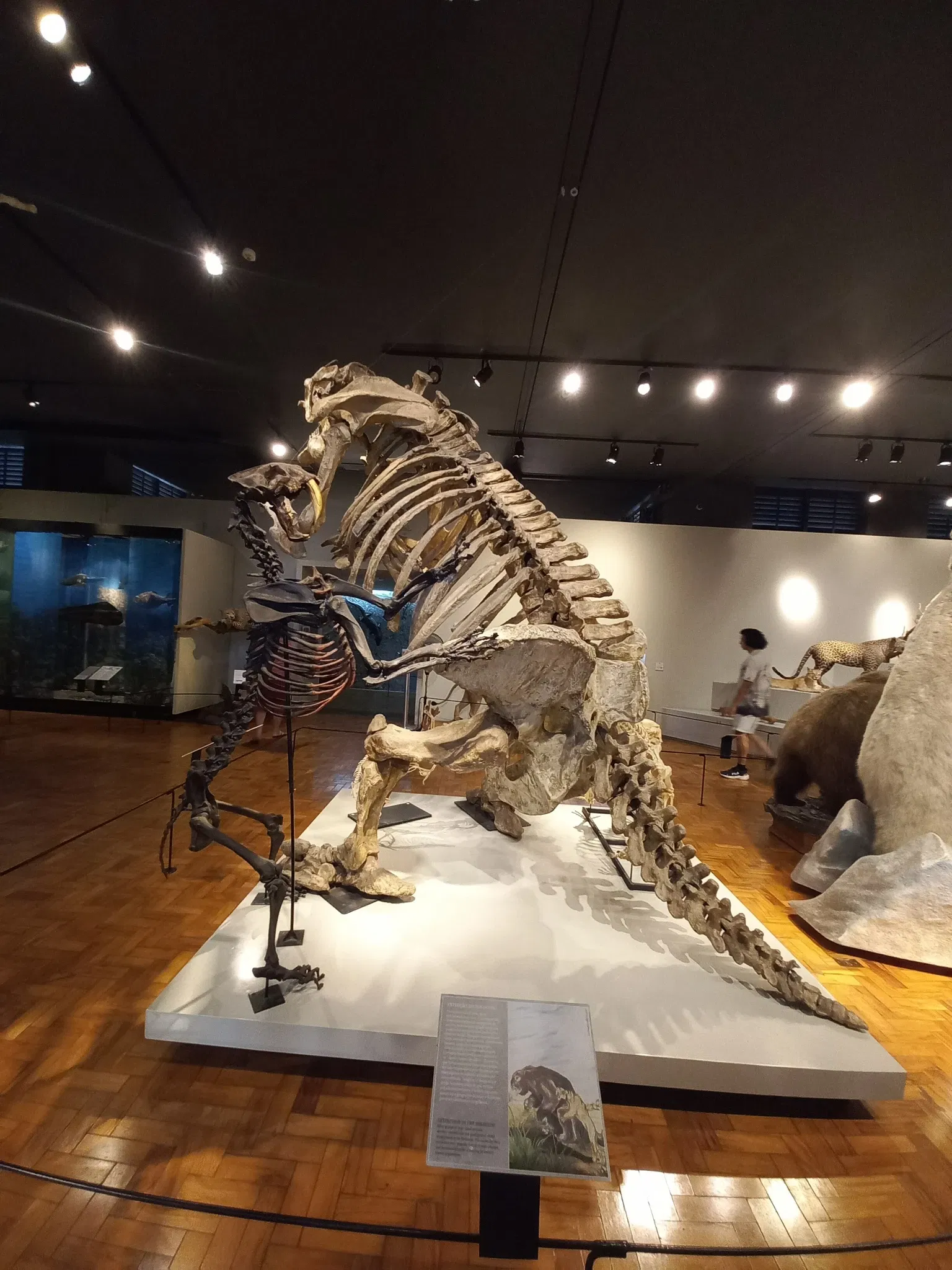 Museum of Zoology of the University of São Paulo