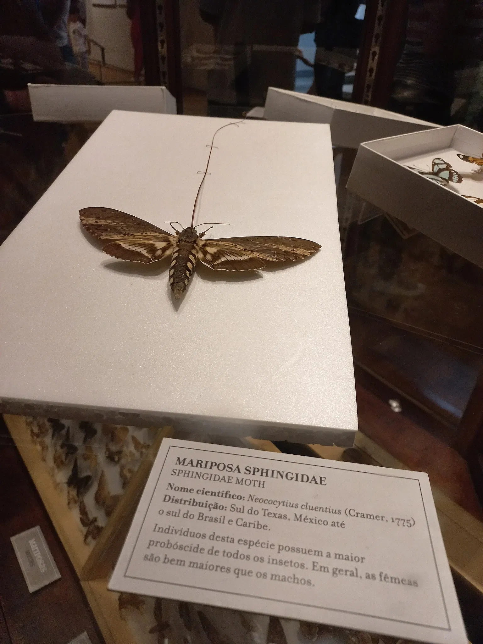 Museum of Zoology of the University of São Paulo