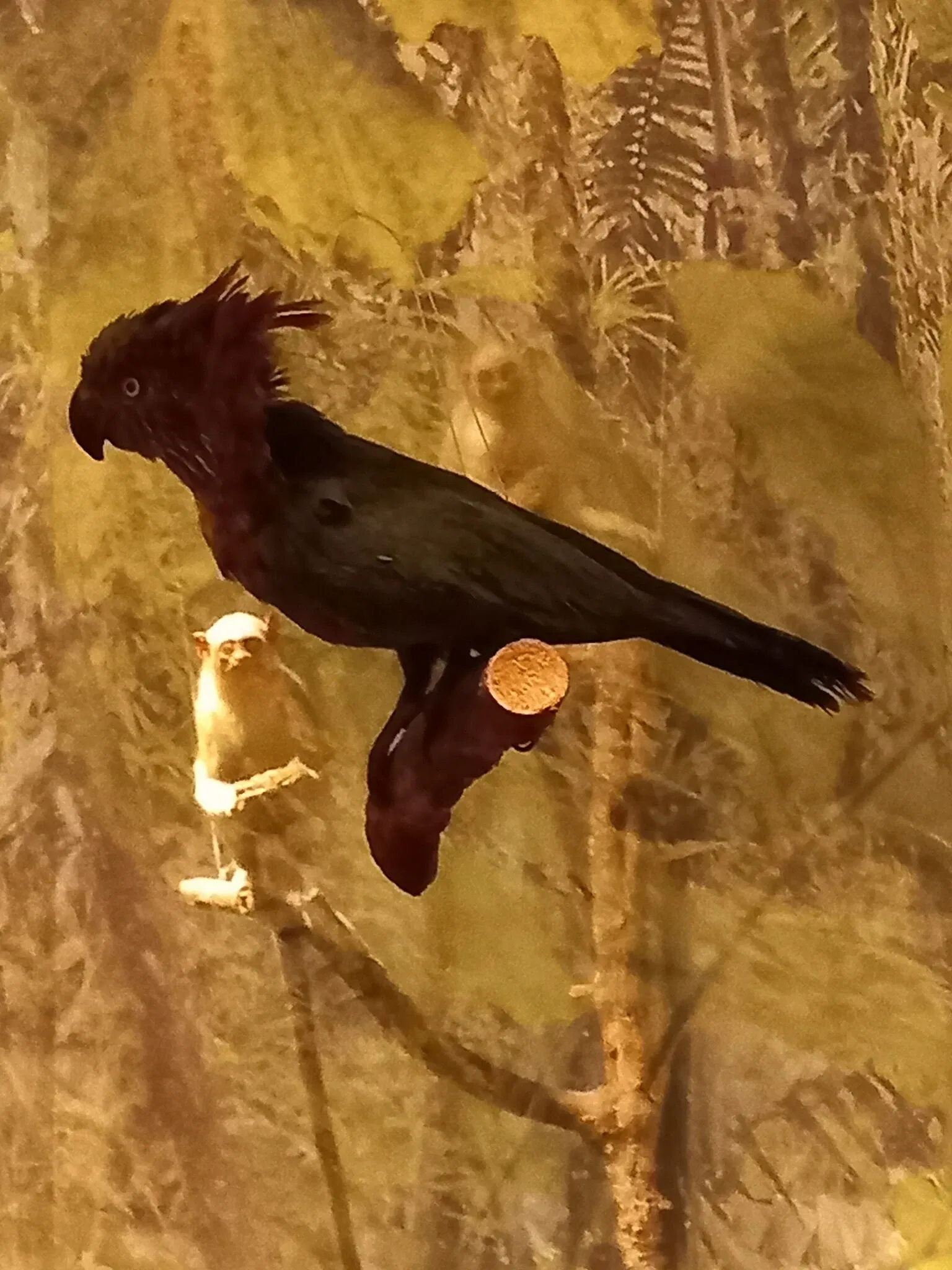 Museum of Zoology of the University of São Paulo