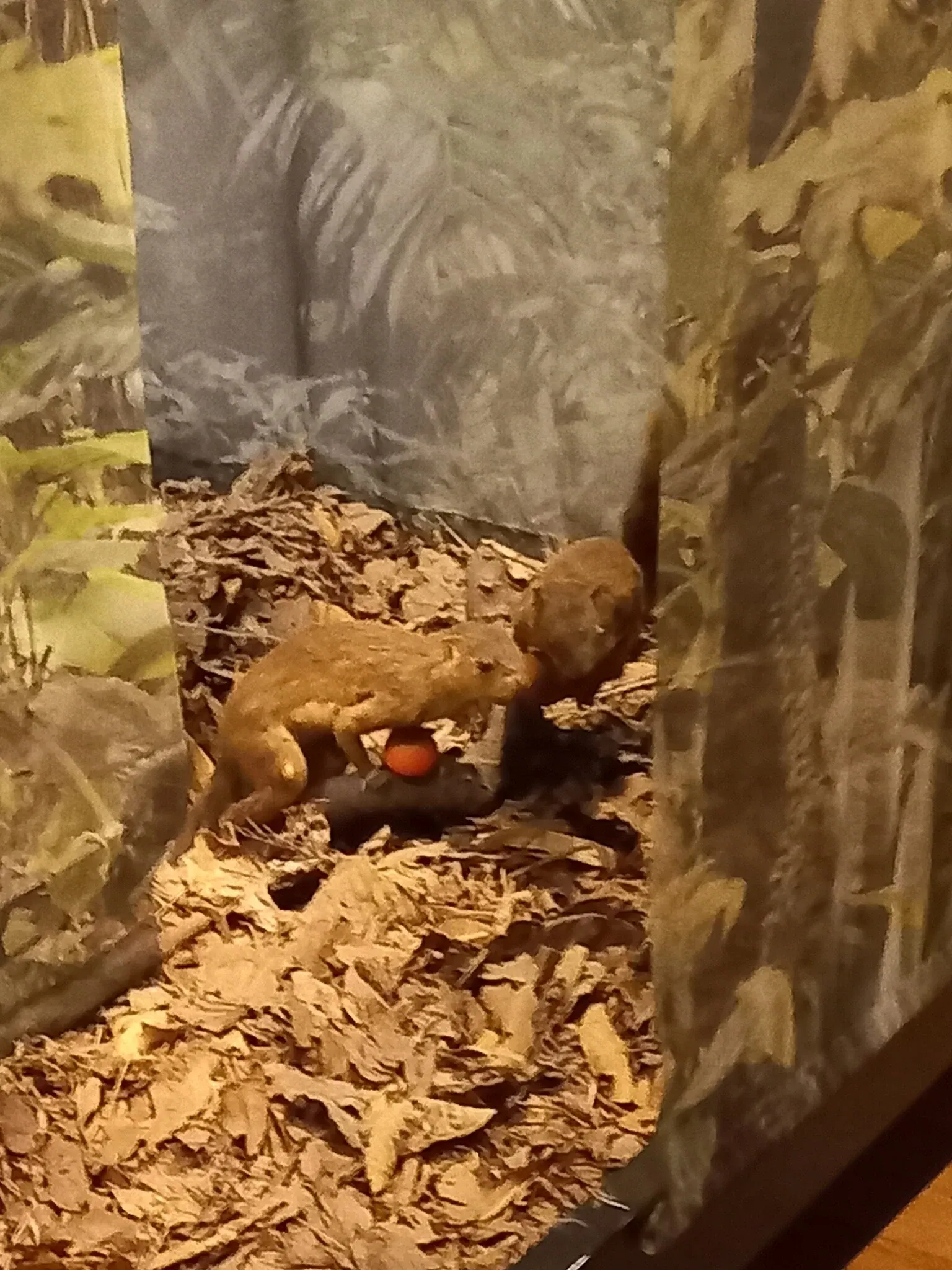 Museum of Zoology of the University of São Paulo