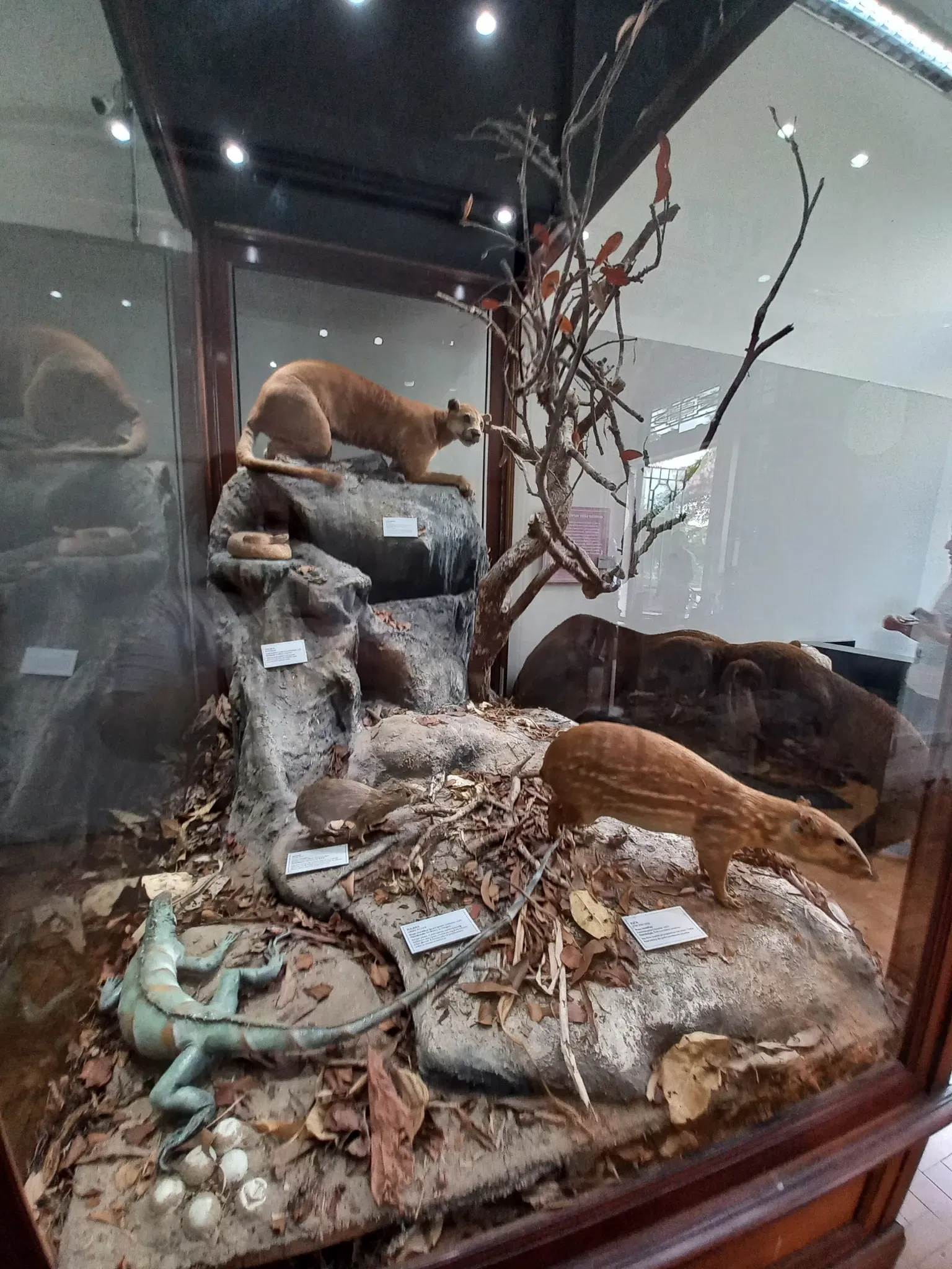 Museum of Zoology of the University of São Paulo