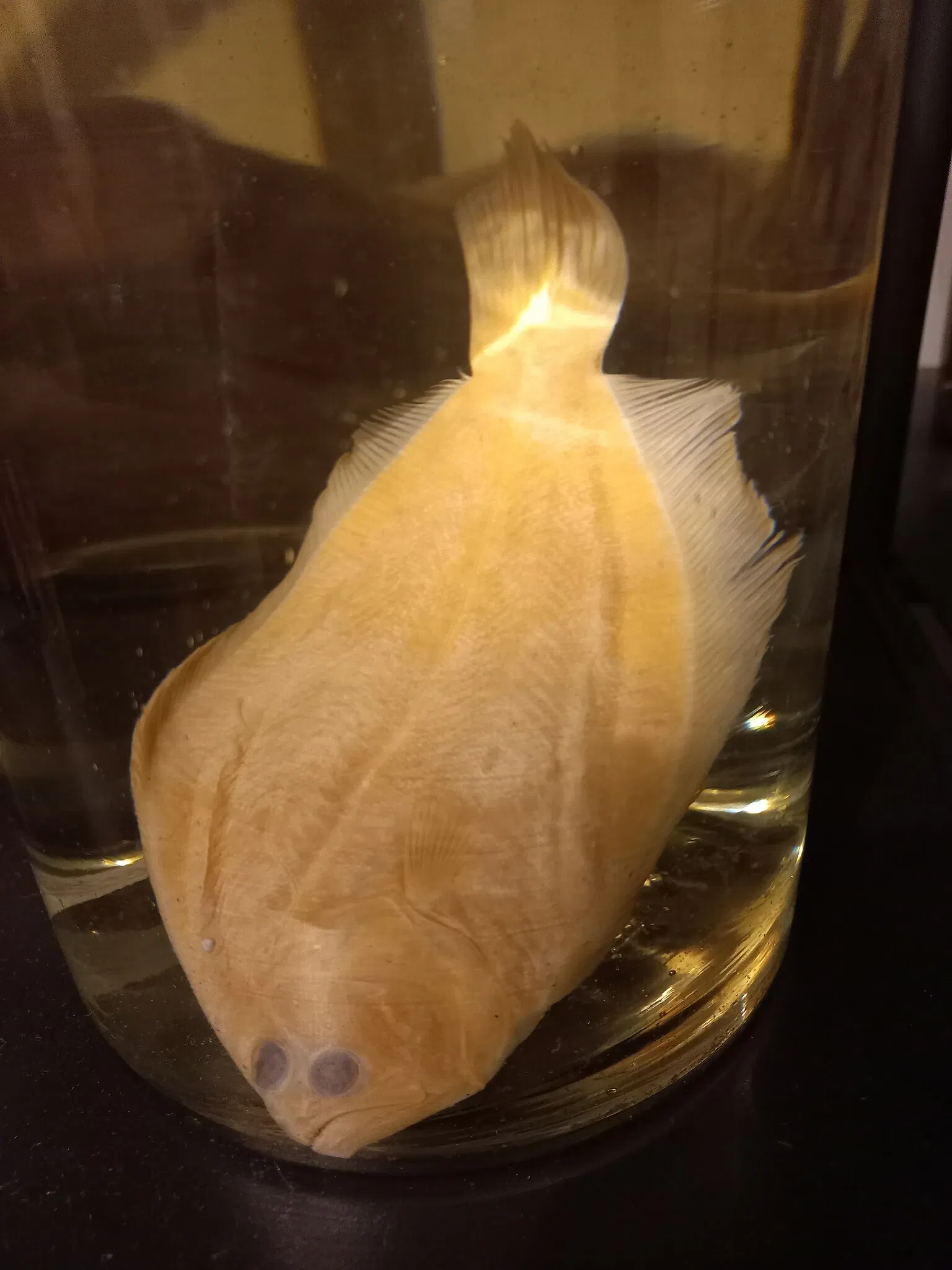 Museum of Zoology of the University of São Paulo