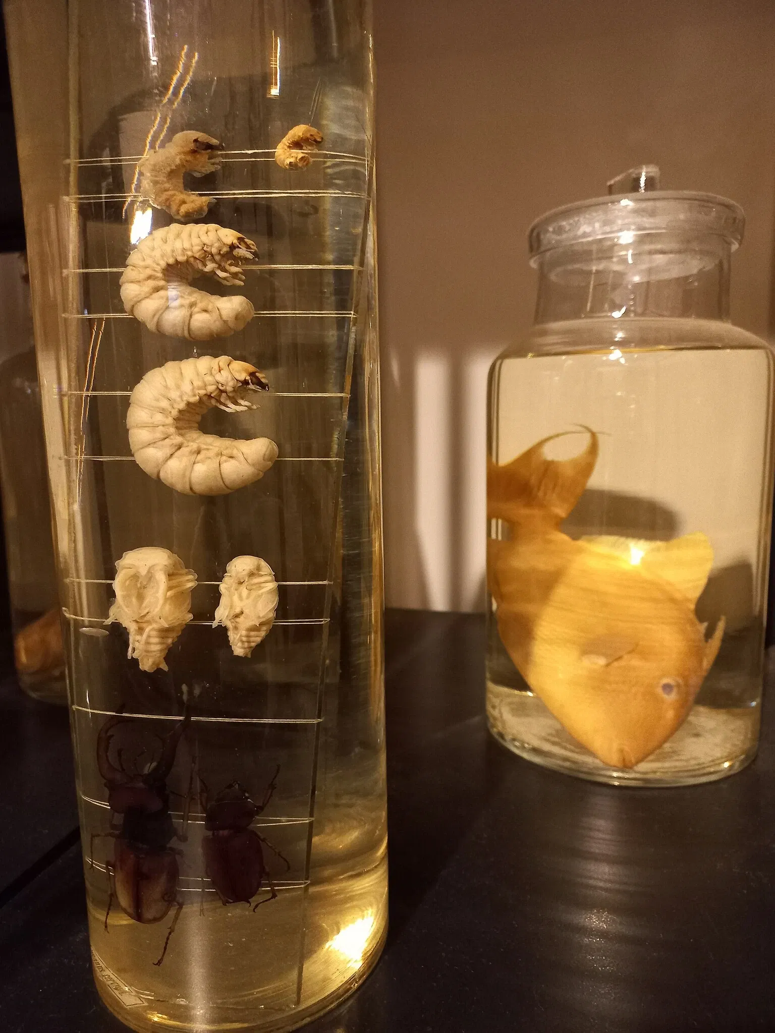 Museum of Zoology of the University of São Paulo