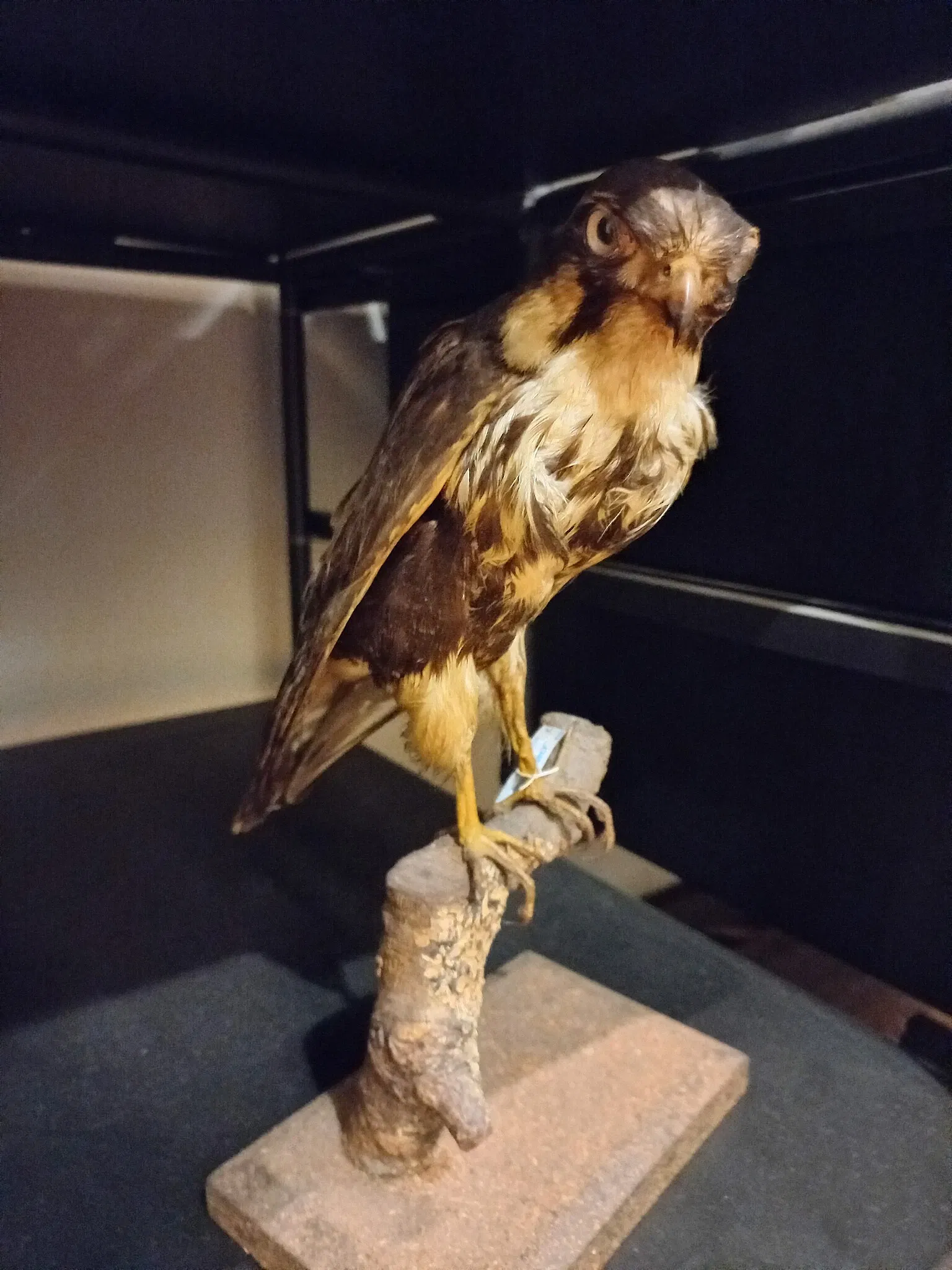 Museum of Zoology of the University of São Paulo