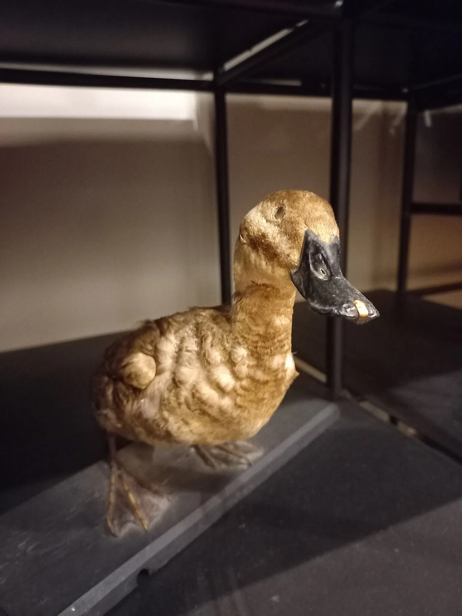 Museum of Zoology of the University of São Paulo