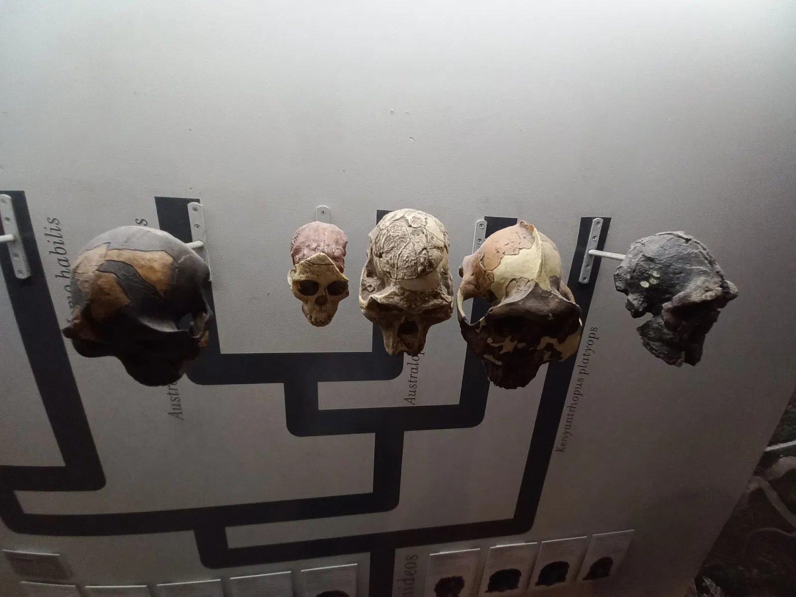 Museum of Zoology of the University of São Paulo