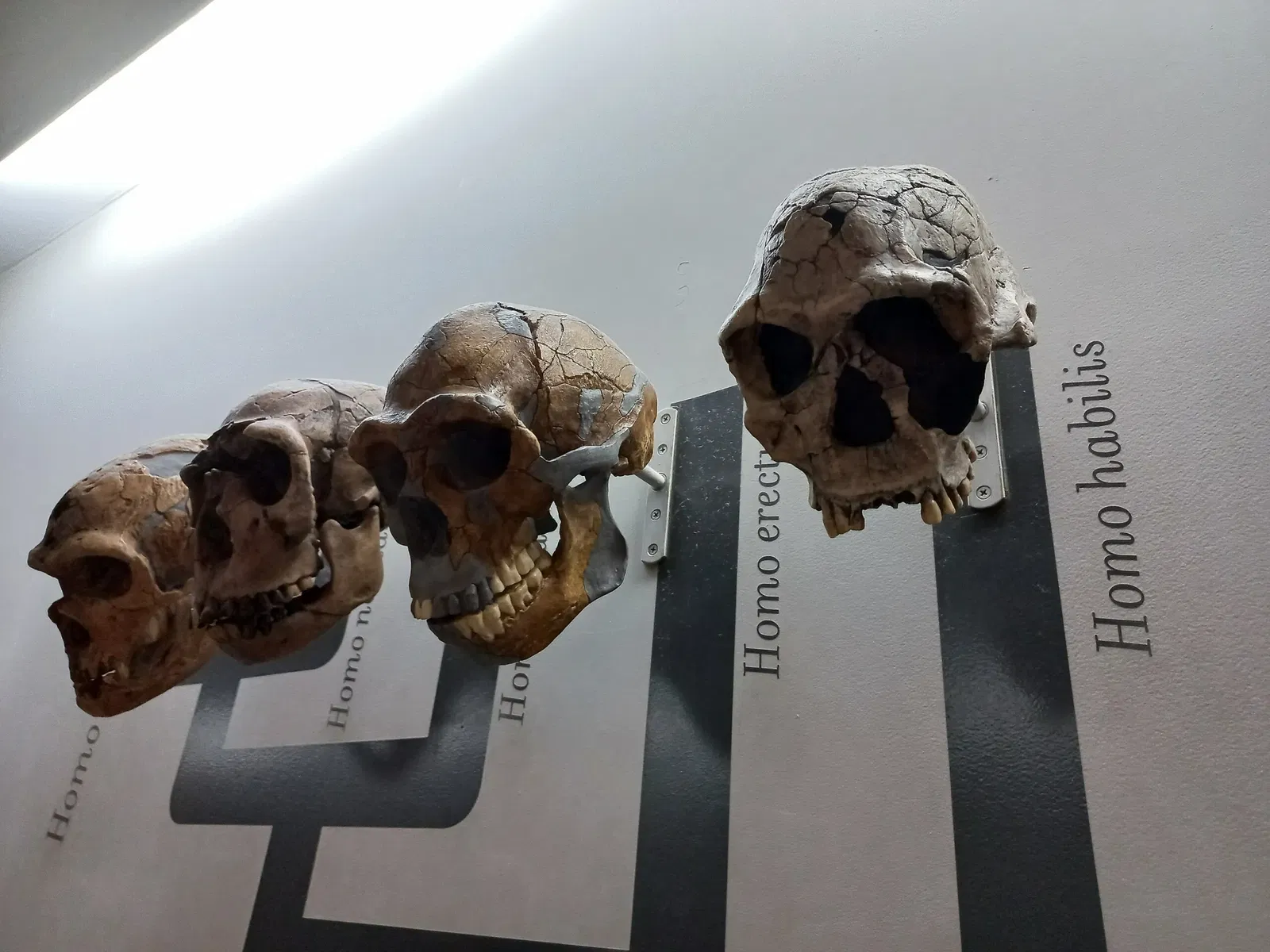 Museum of Zoology of the University of São Paulo