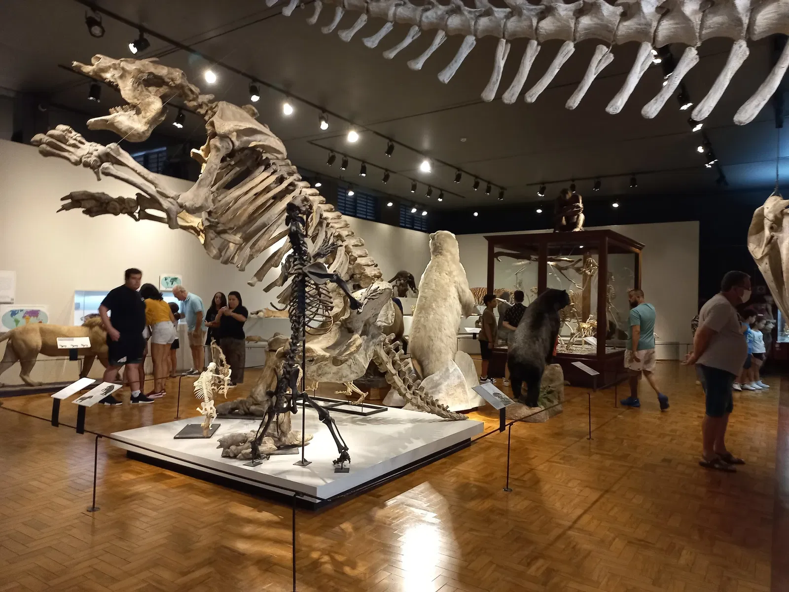 Museum of Zoology of the University of São Paulo