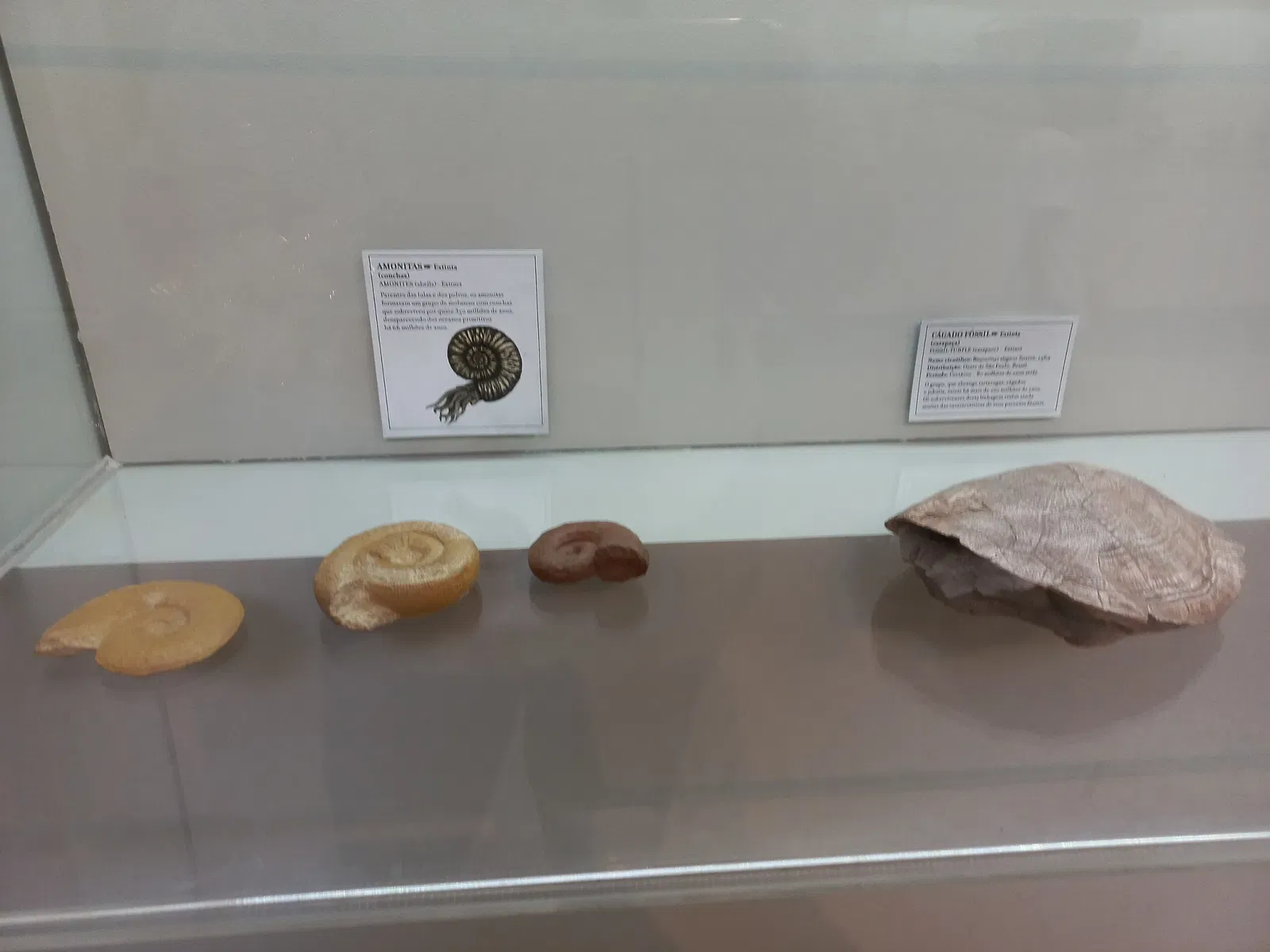 Museum of Zoology of the University of São Paulo