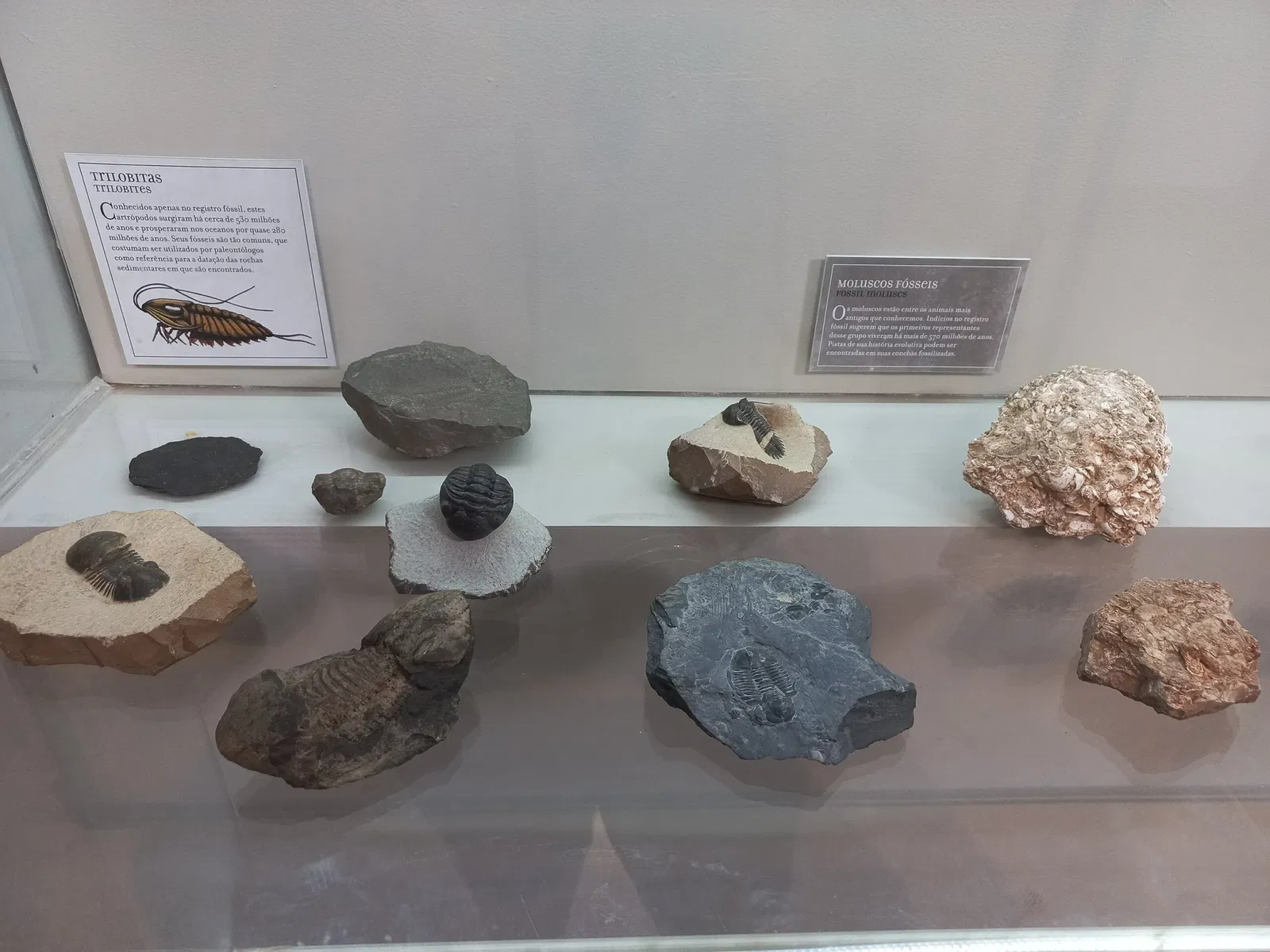 Museum of Zoology of the University of São Paulo