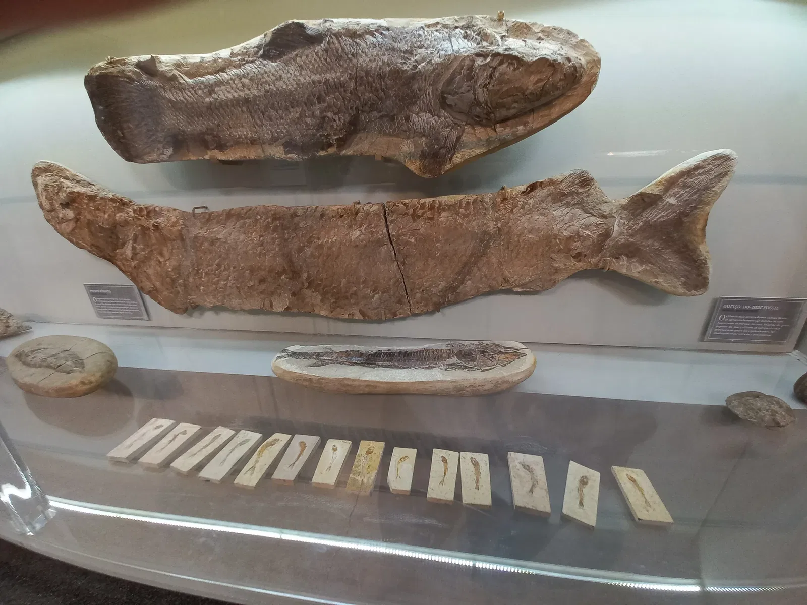 Museum of Zoology of the University of São Paulo