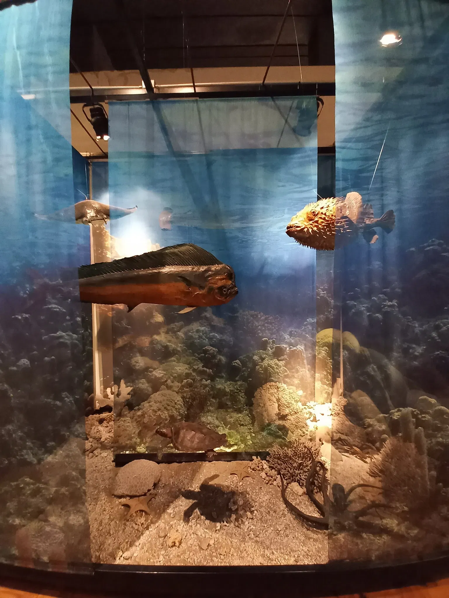 Museum of Zoology of the University of São Paulo