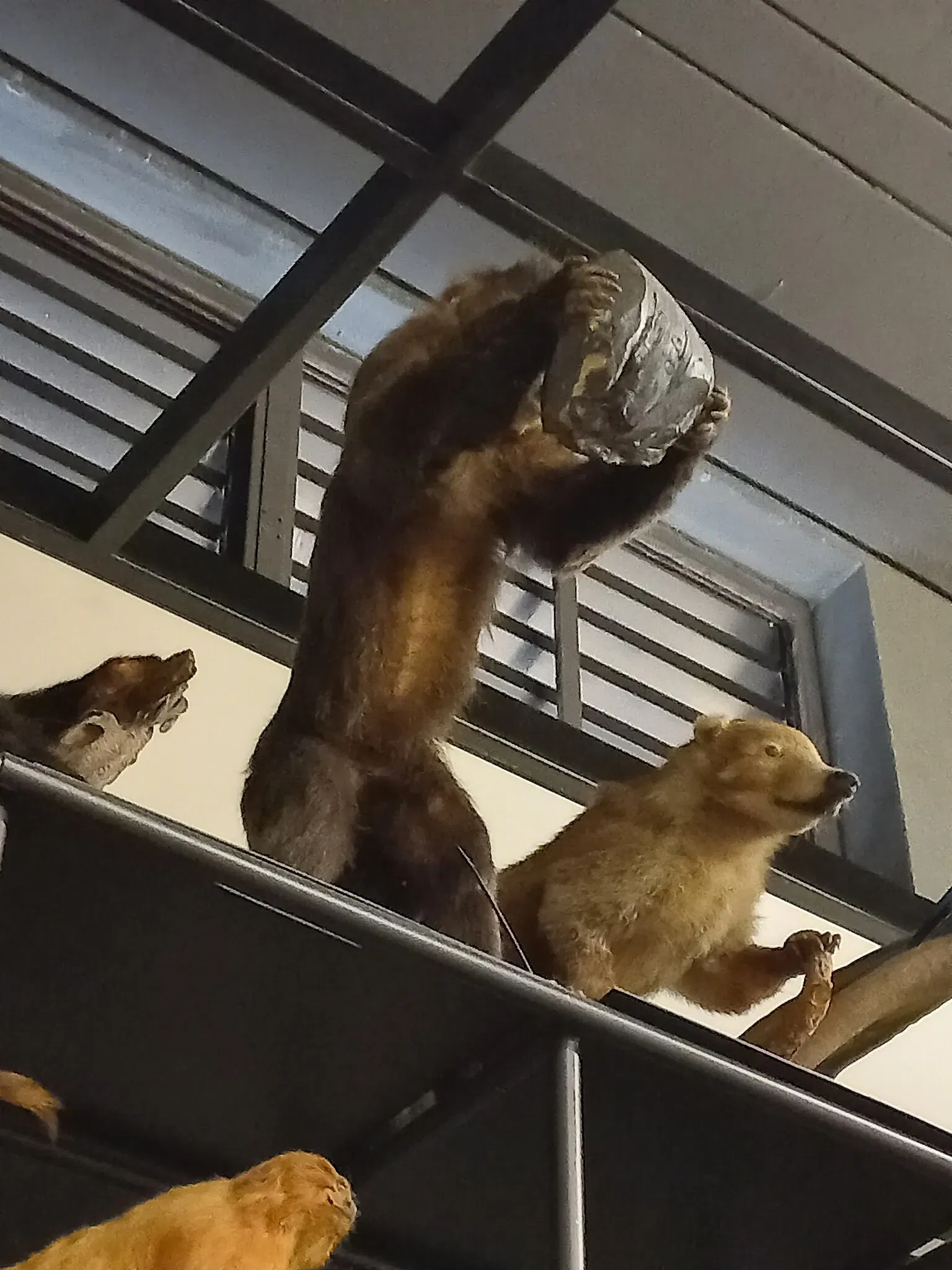 Museum of Zoology of the University of São Paulo