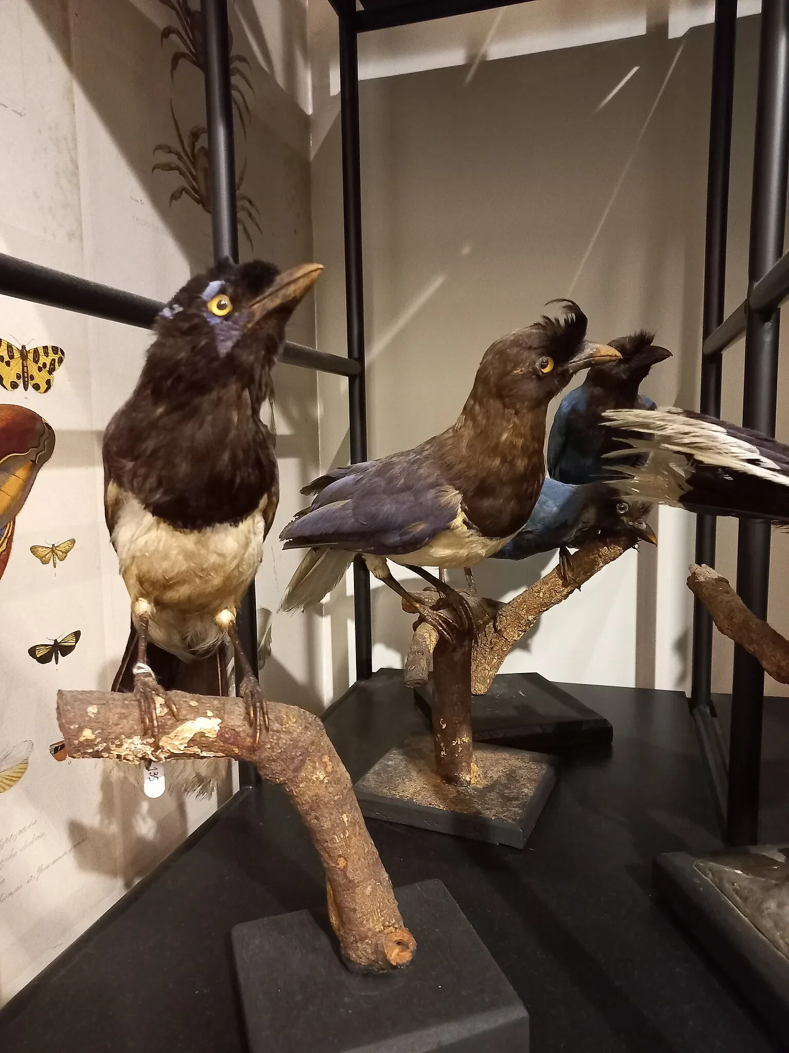 Museum of Zoology of the University of São Paulo