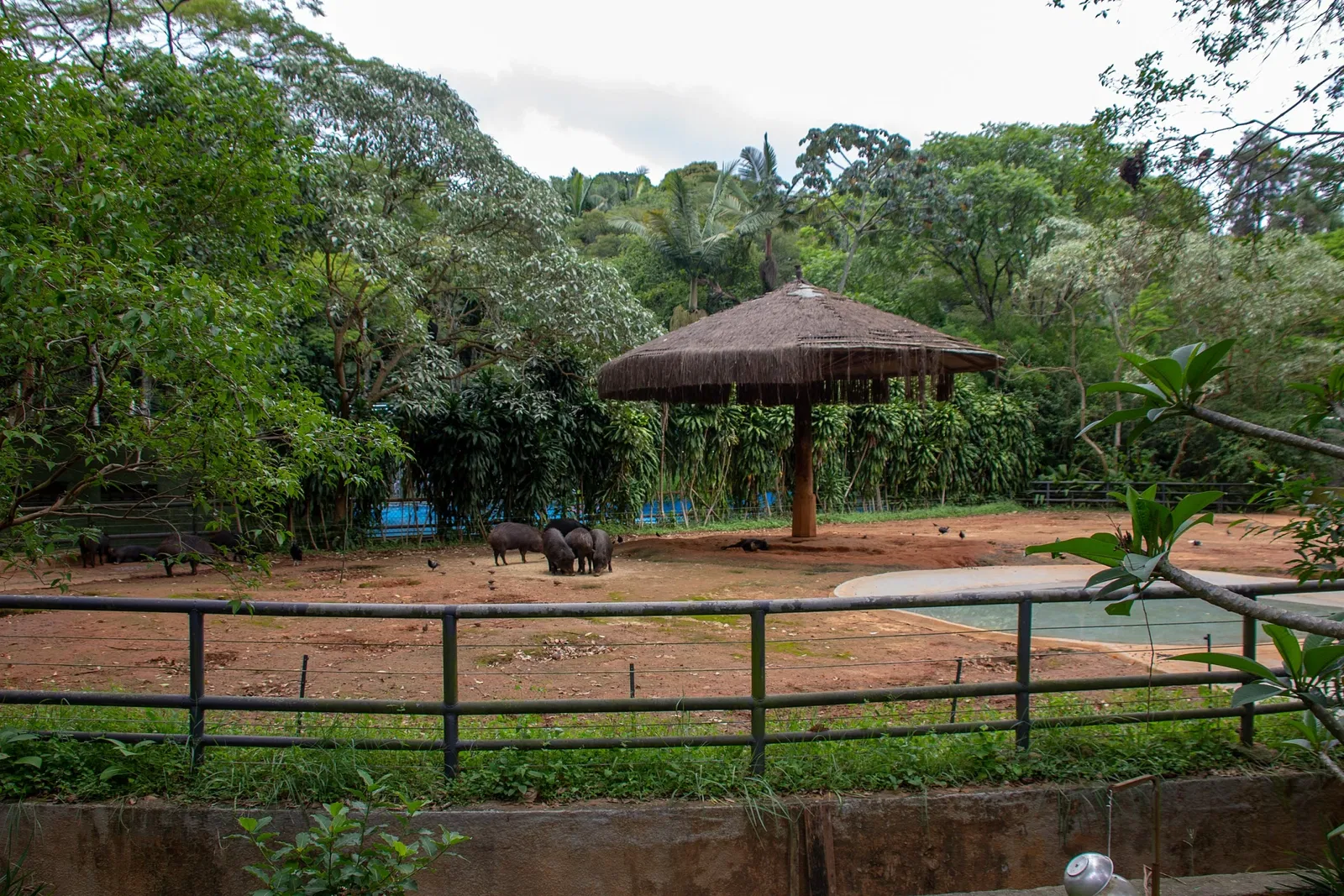 São Paulo Zoo
