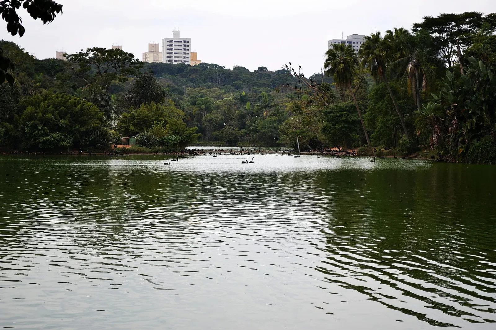 Parc zoologique de São Paulo