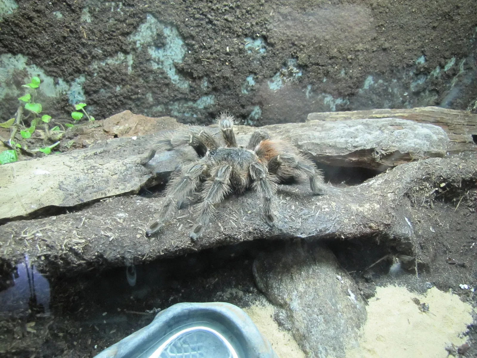 Parc zoologique de São Paulo