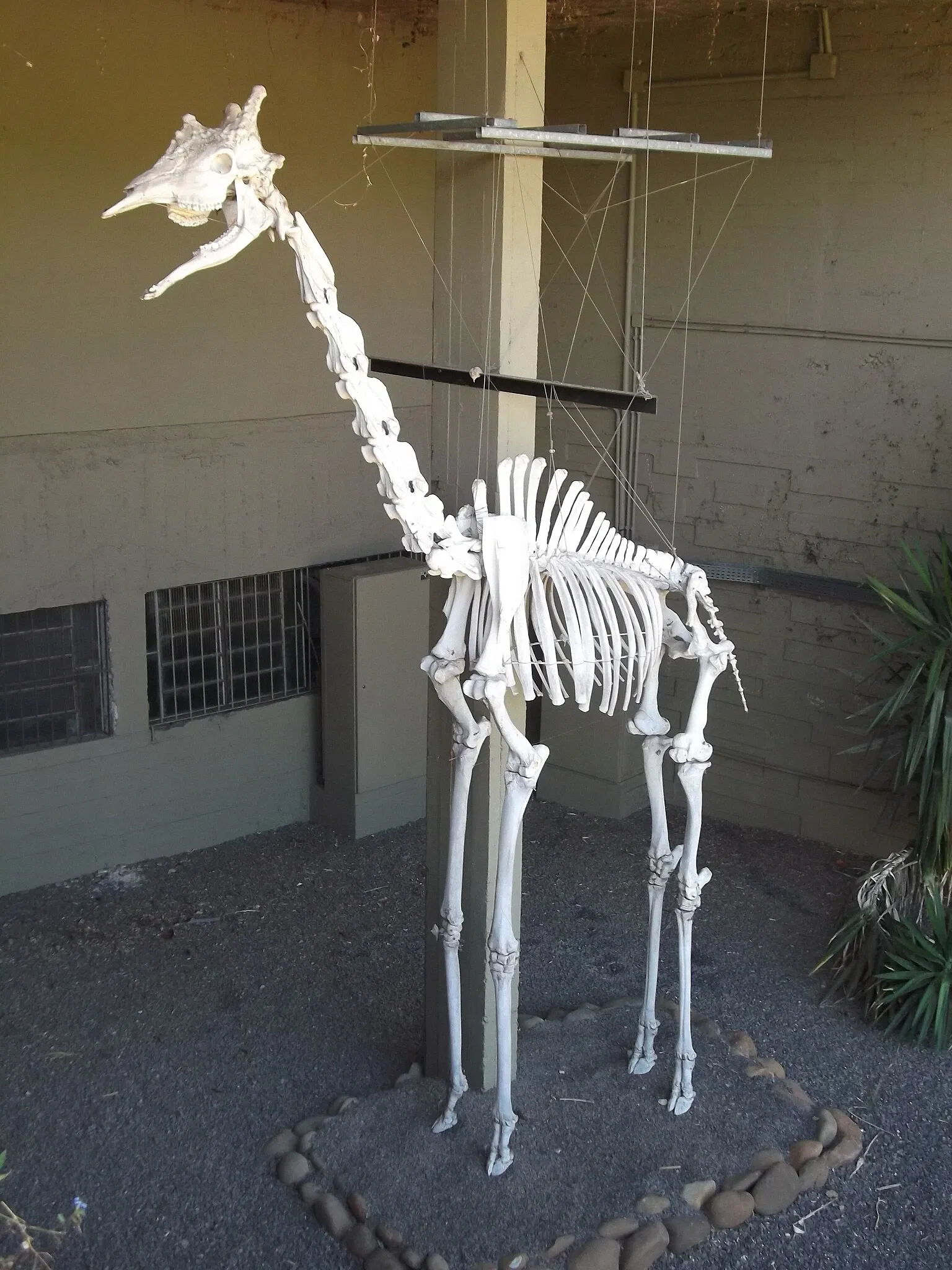 Museo de Ciencias Naturales de la Fundación Zoobotánica de Río Grande del Sur