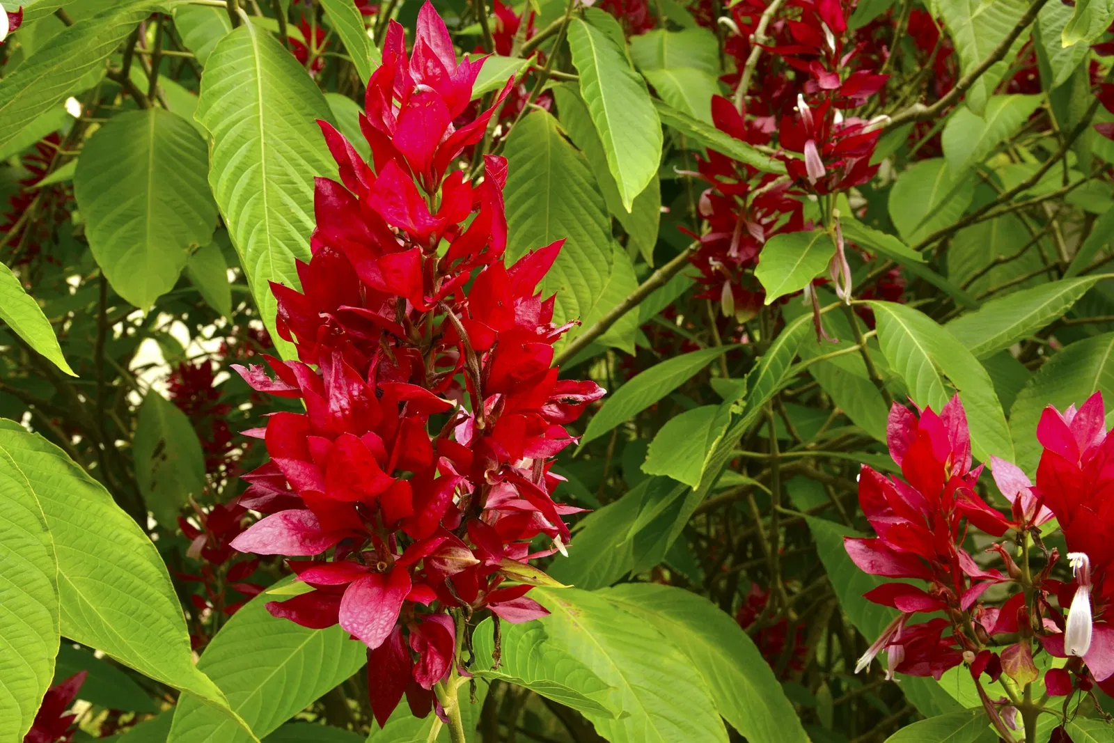 Botanical Gardens of Porto Alegre