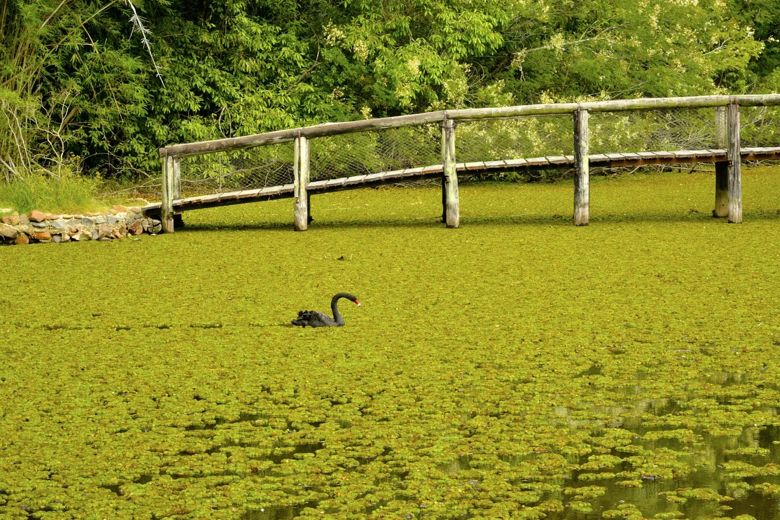 Botanical Gardens of Porto Alegre