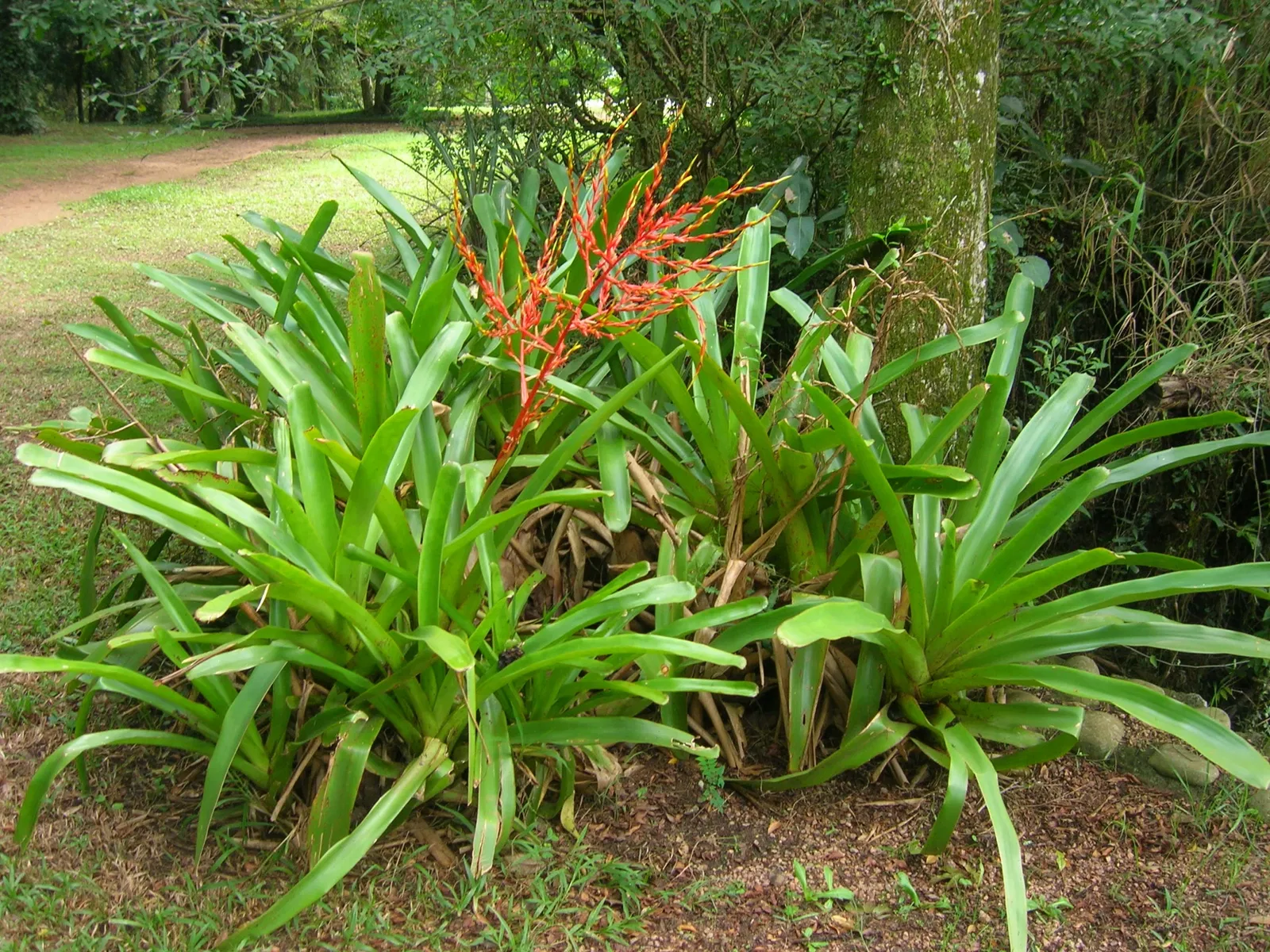Botanical Gardens of Porto Alegre
