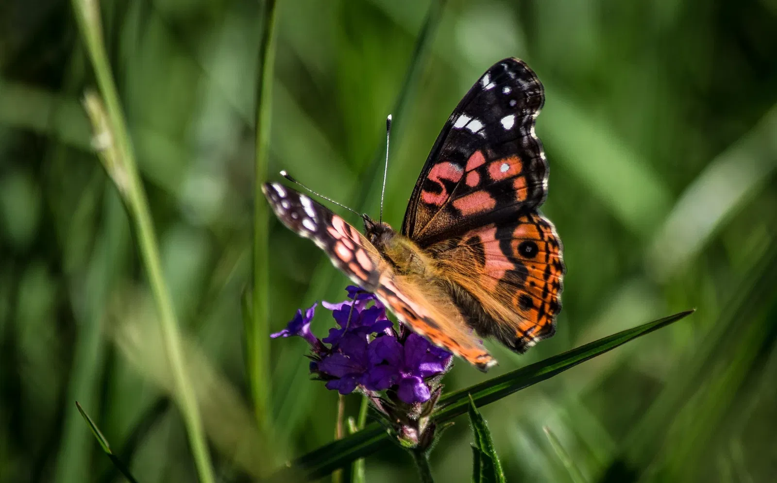 Botanical Gardens of Porto Alegre
