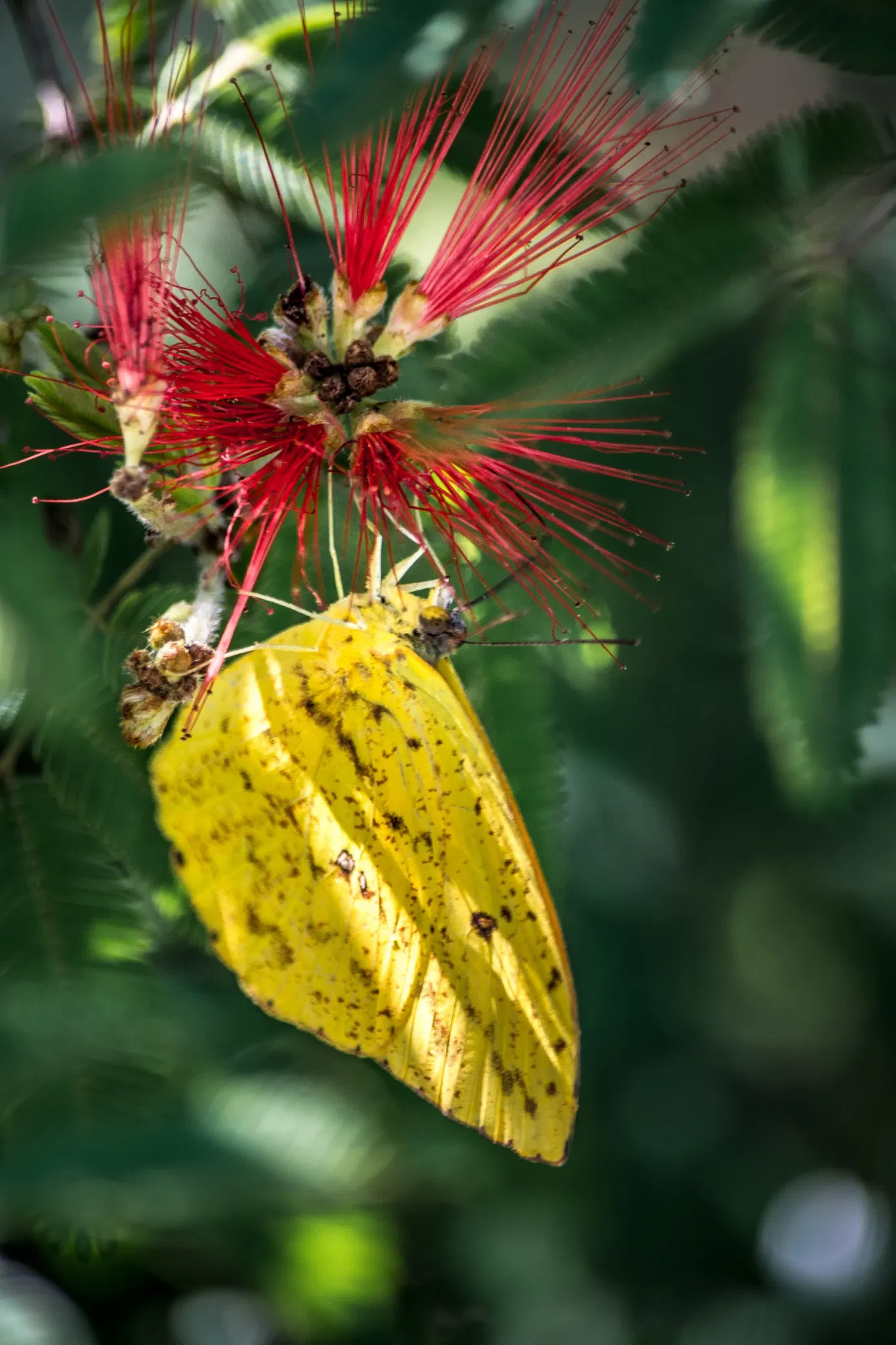 Jardín botánico de Porto Alegre