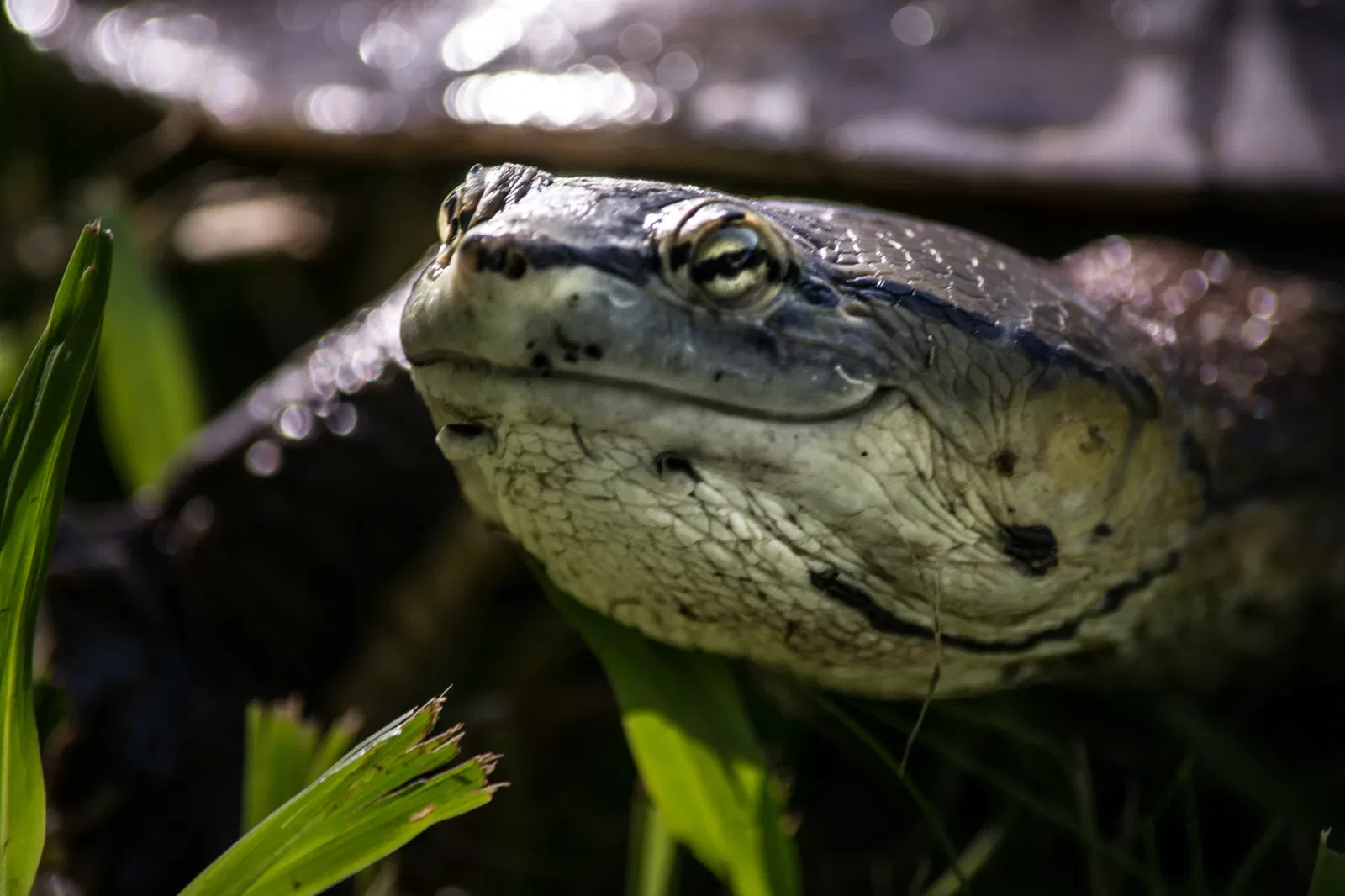 Botanical Gardens of Porto Alegre