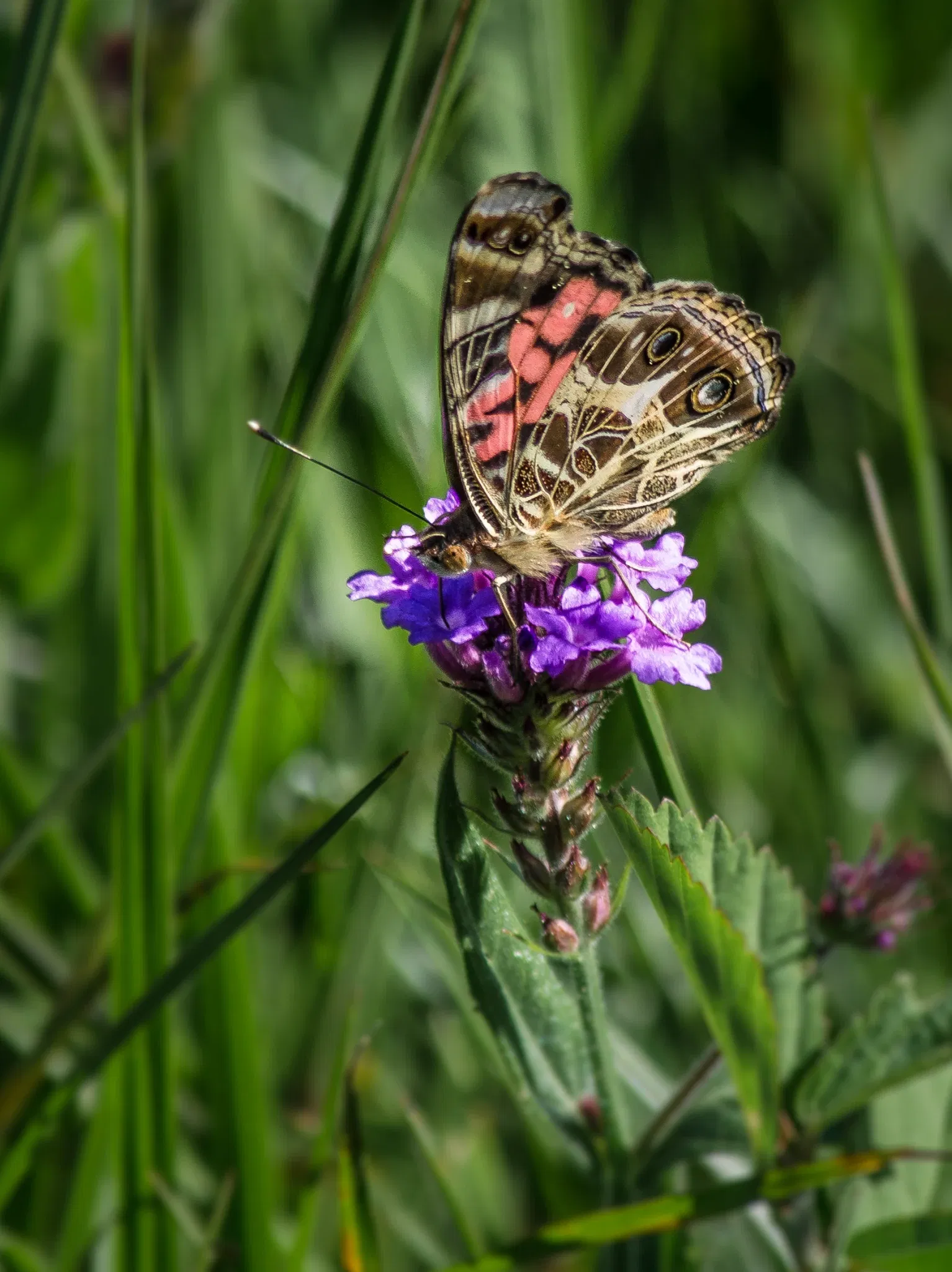 Botanical Gardens of Porto Alegre