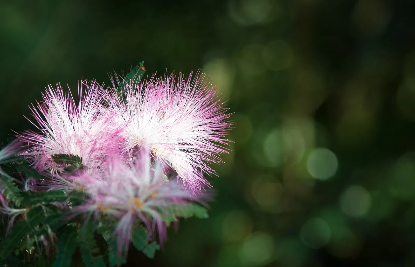 Botanical Gardens of Porto Alegre