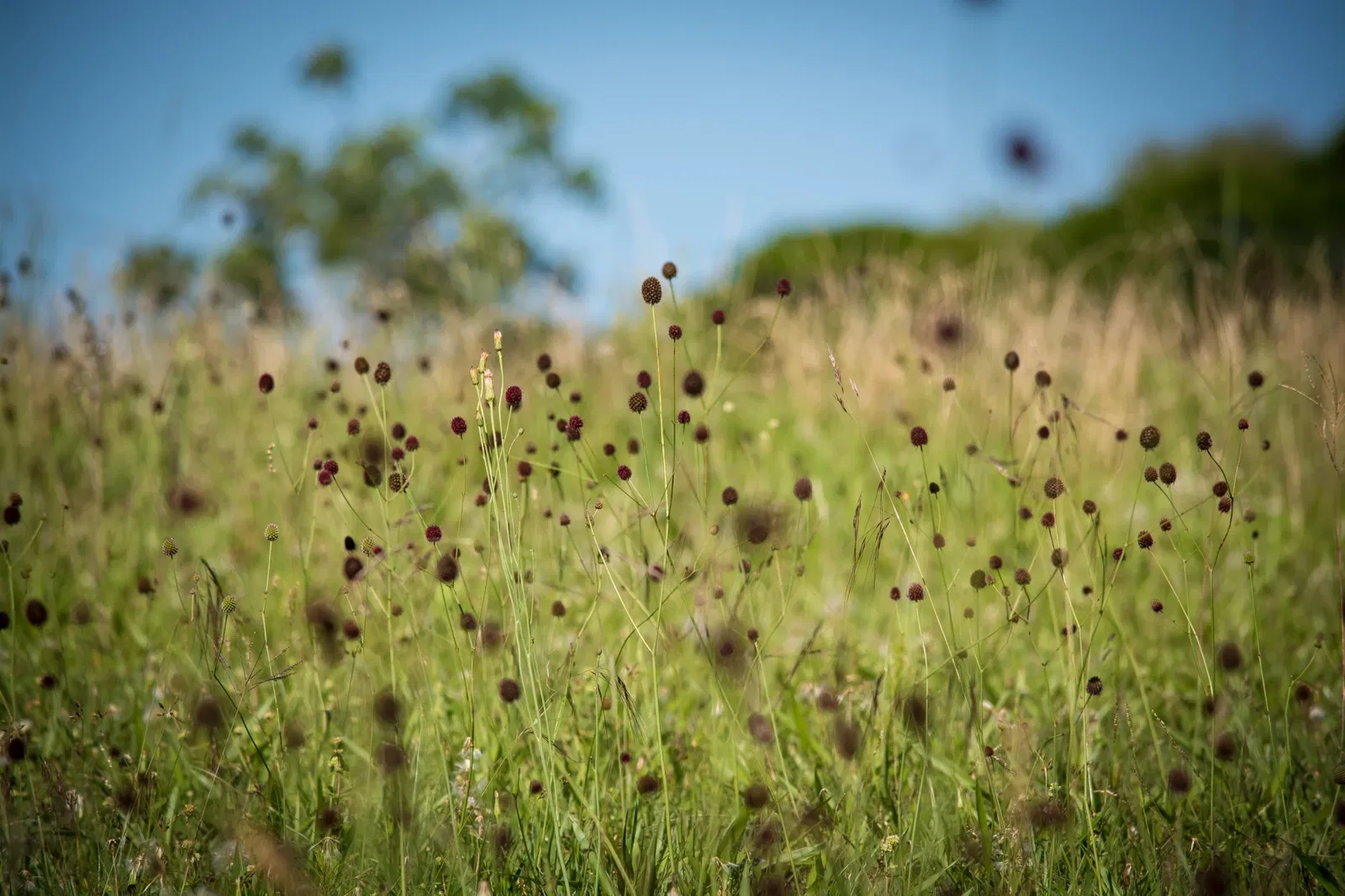 Jardín botánico de Porto Alegre