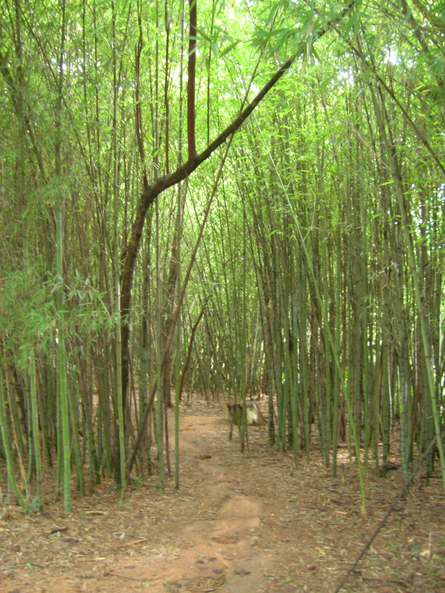 Botanical Gardens of Porto Alegre
