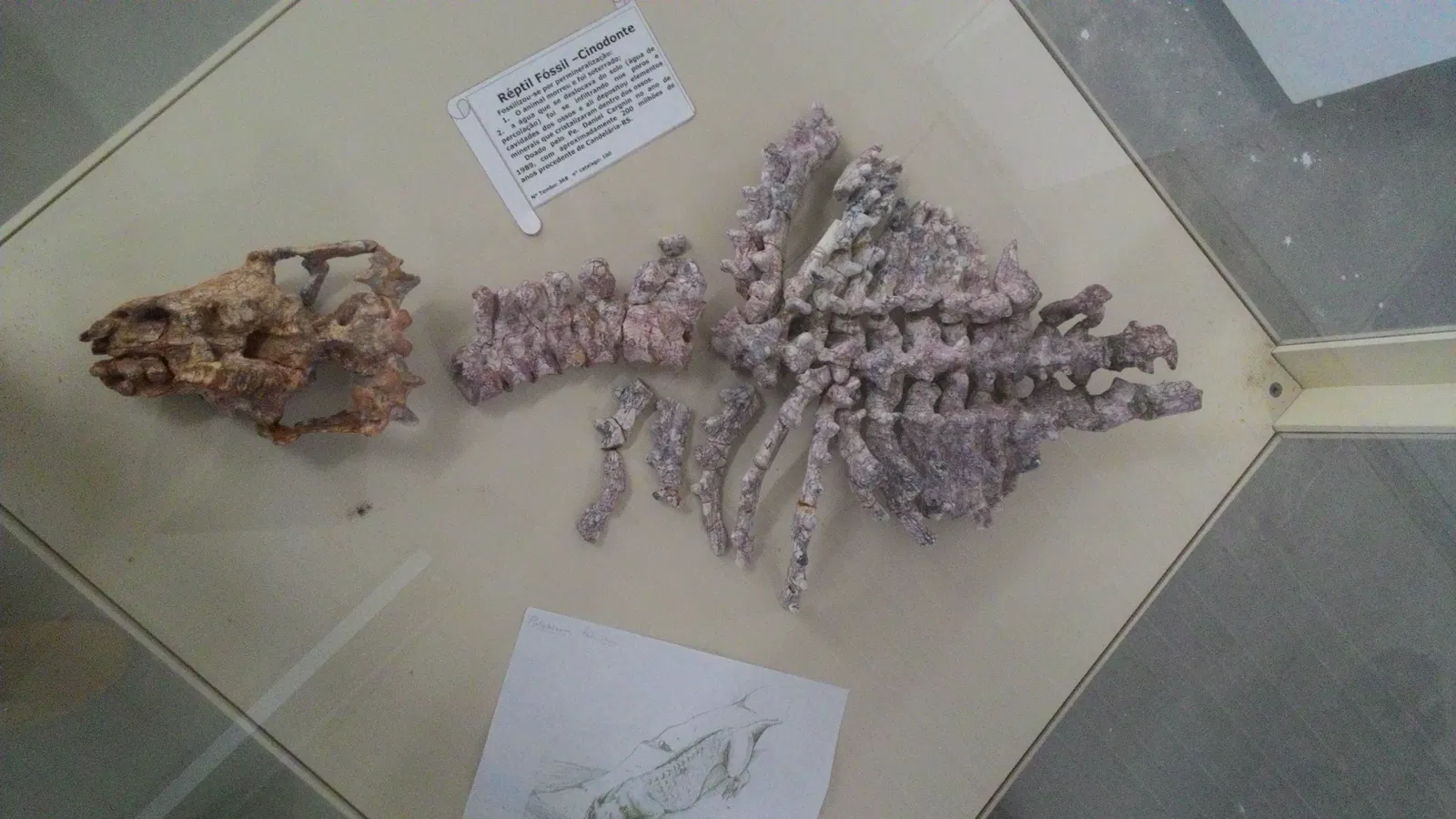 Museum Daniel Cargnin