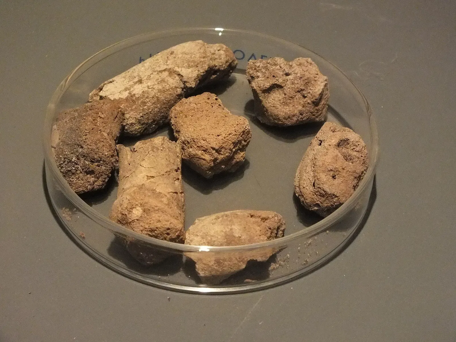 Museum of American Man