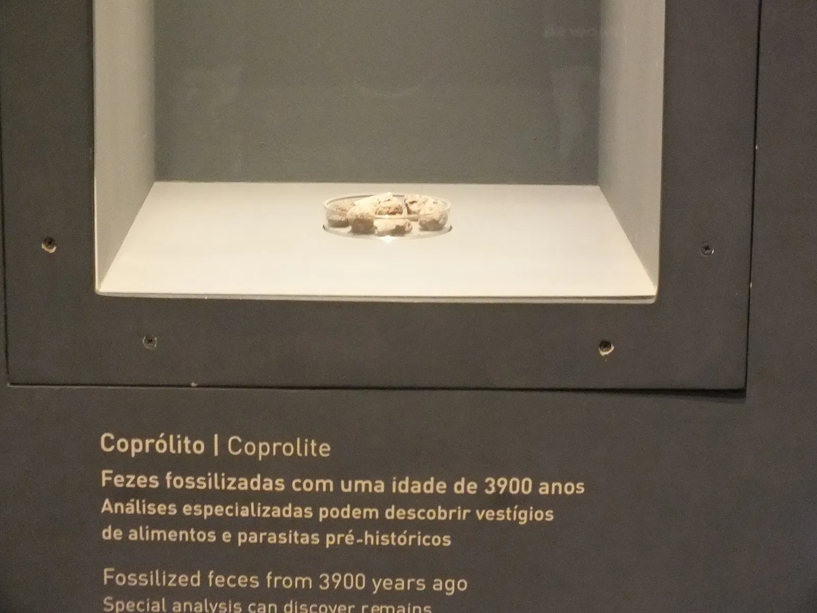 Museum of American Man