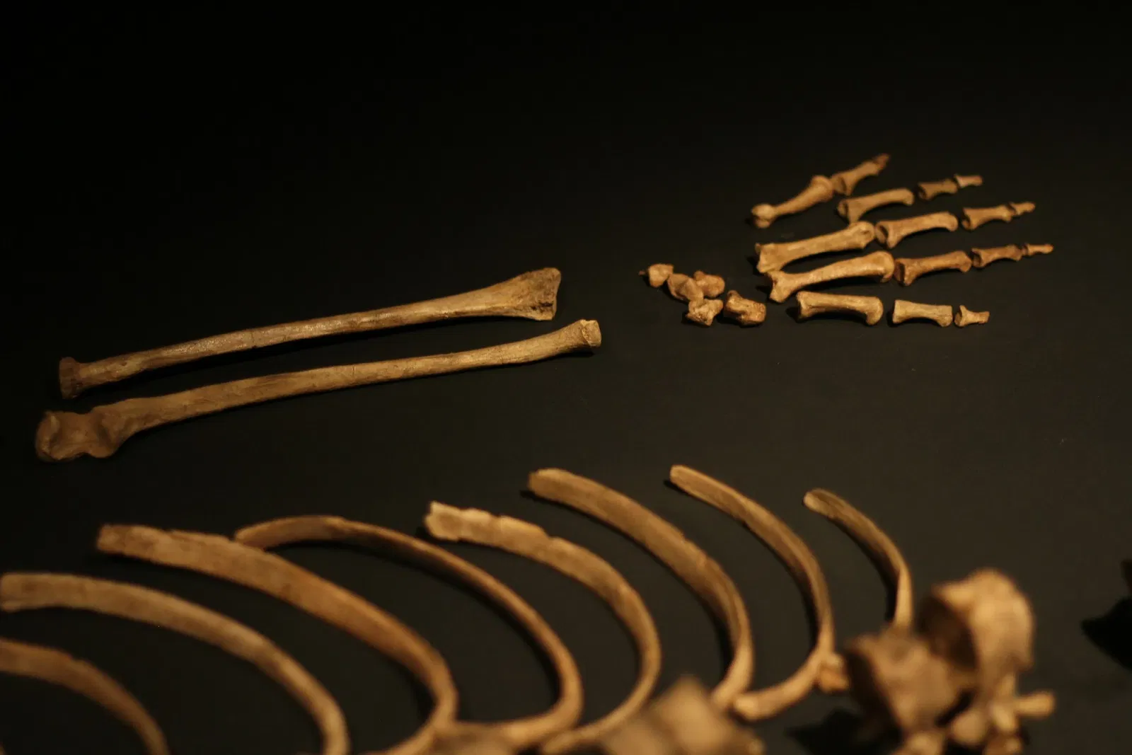 Museum of American Man