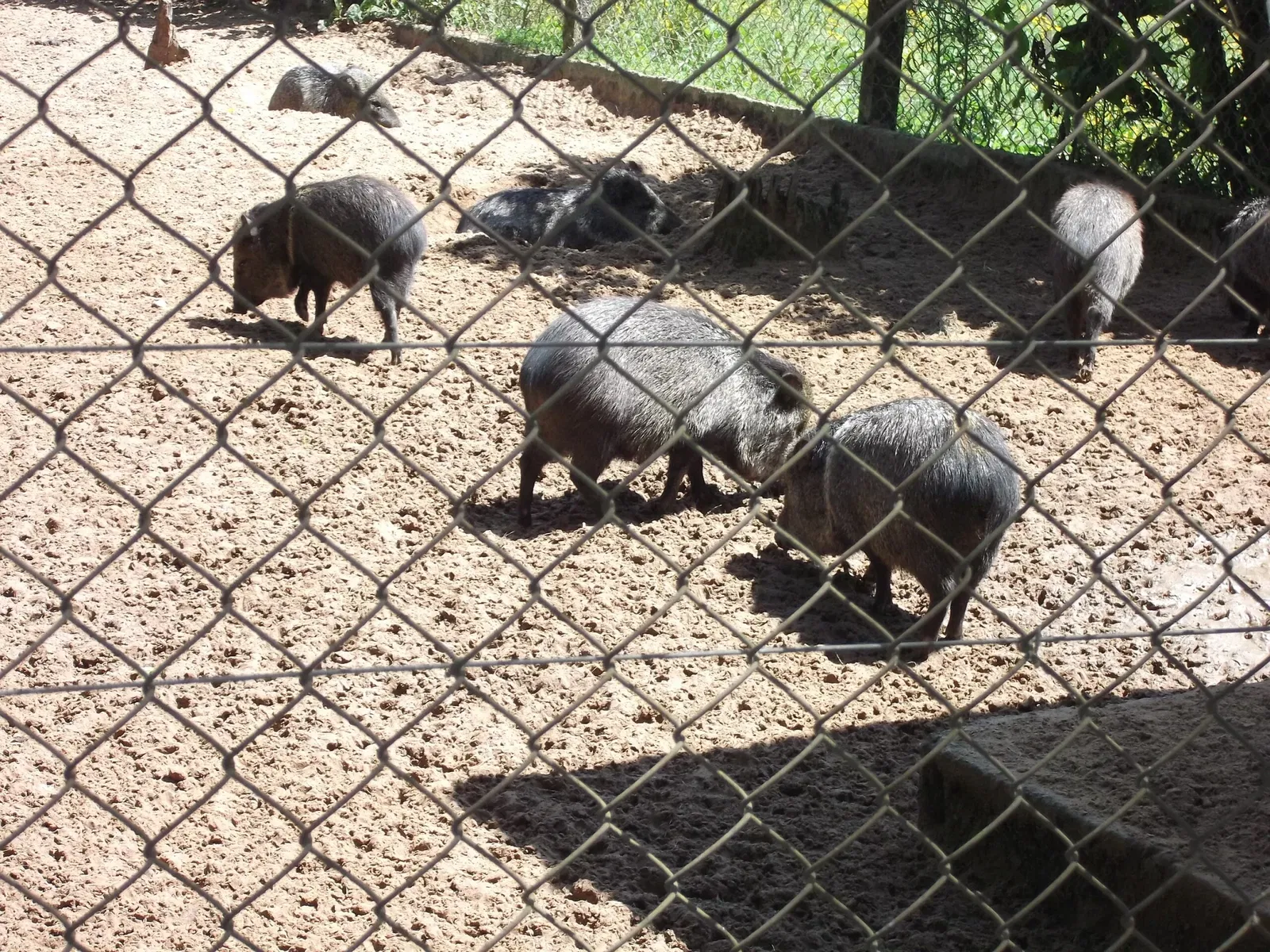 Park Zoo Sapucaia do Sul